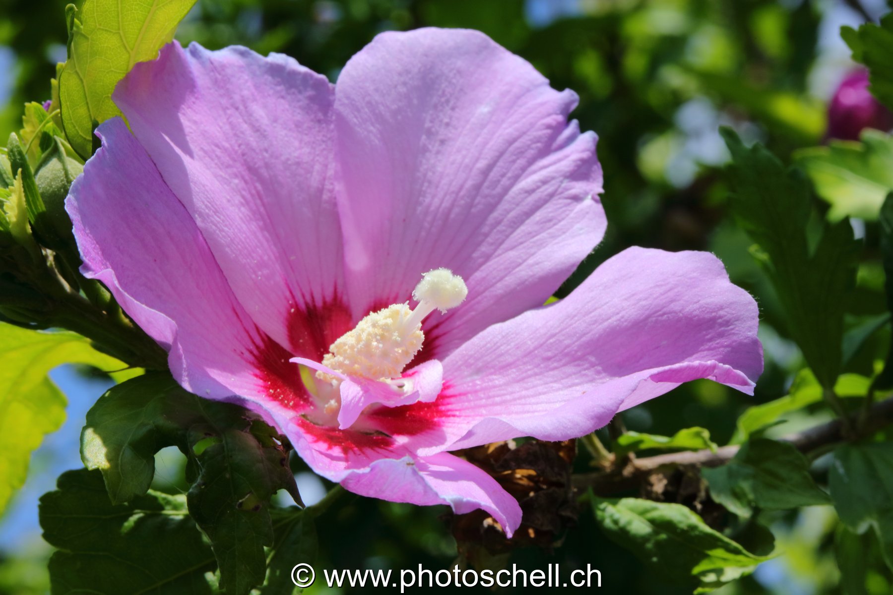Fleur