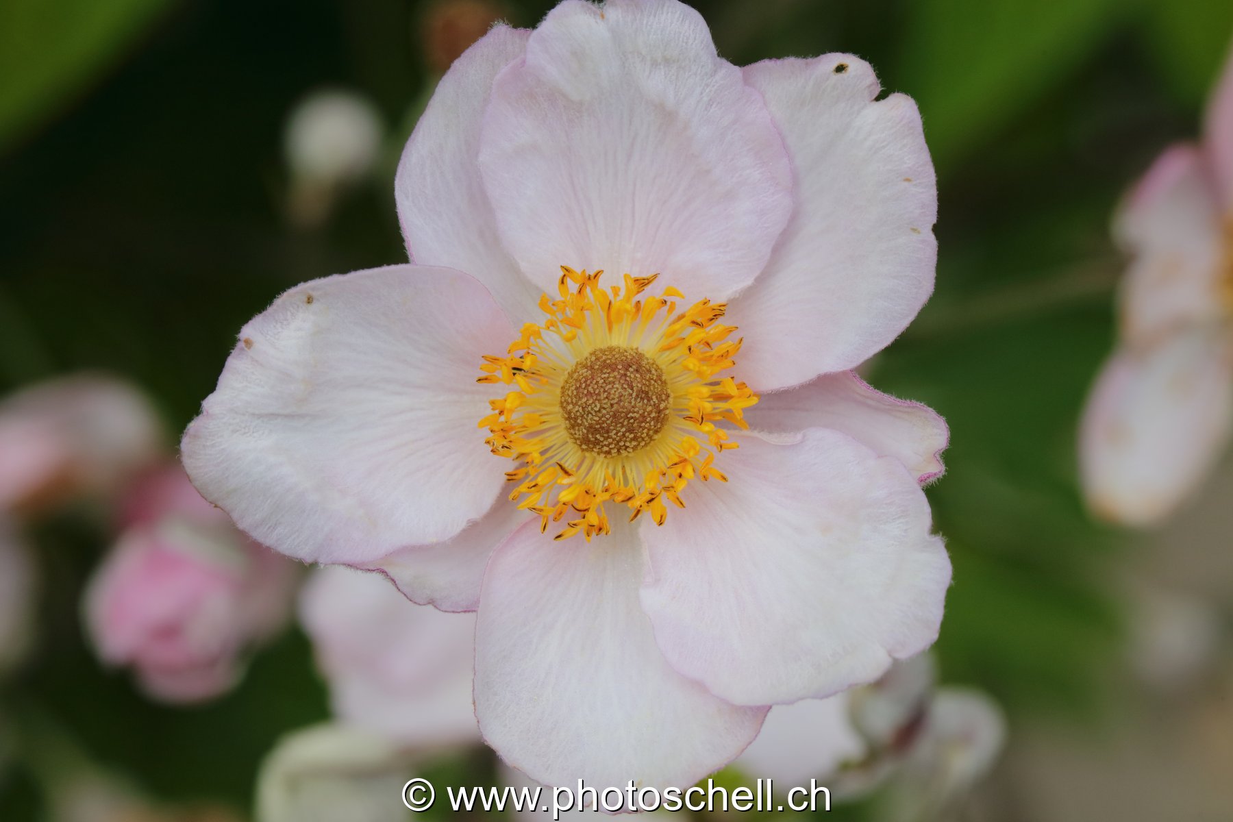 Fleur