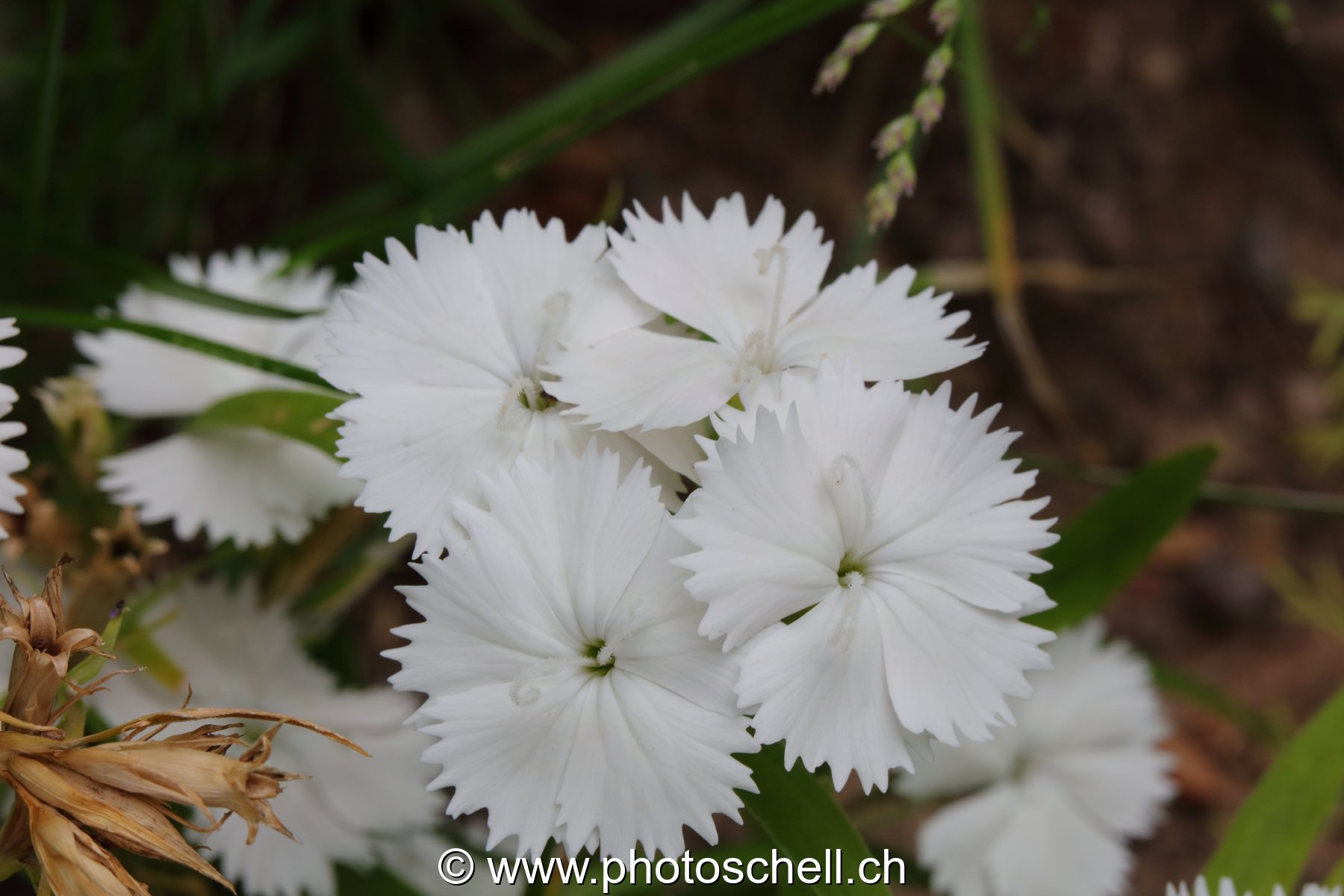 Fleurs