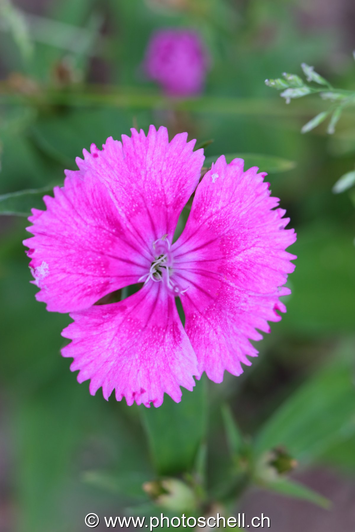 Fleur