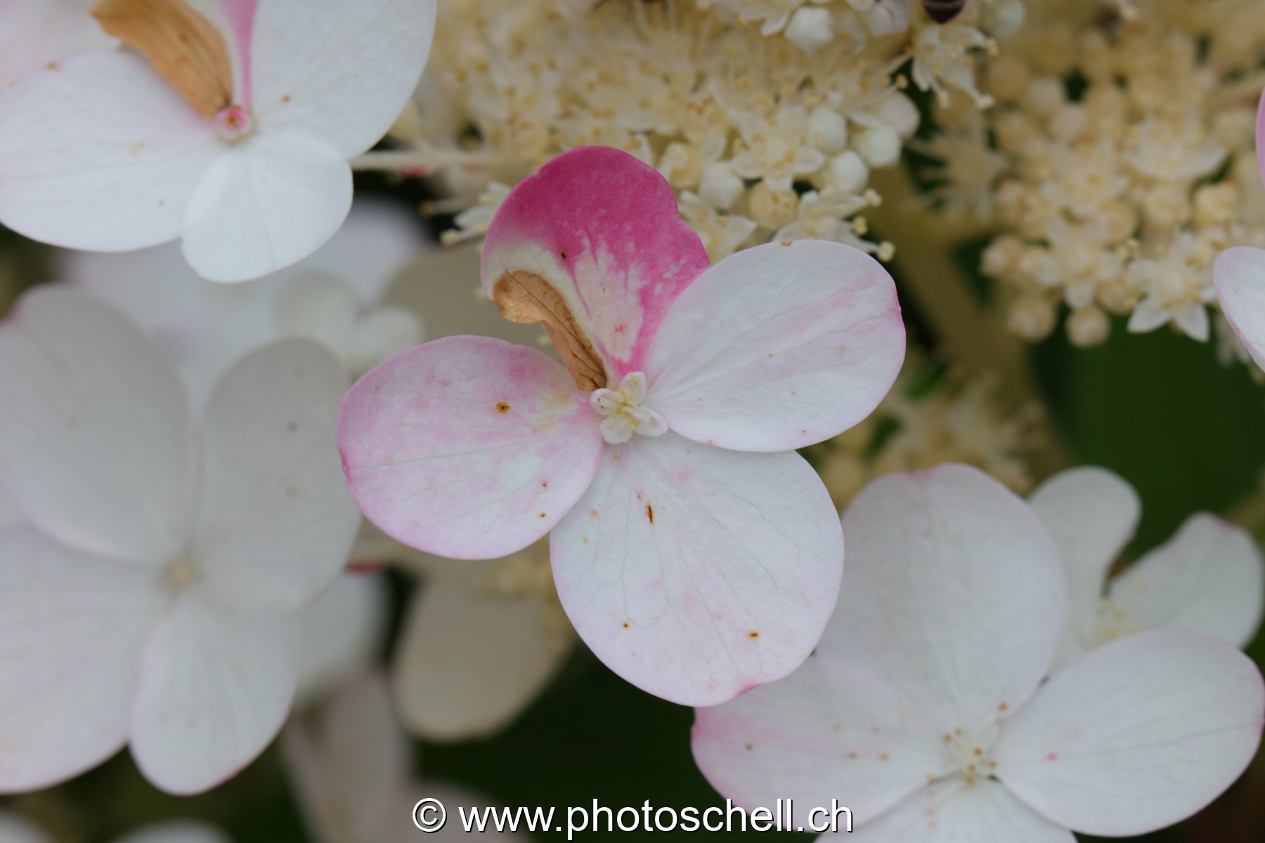 Fleurs