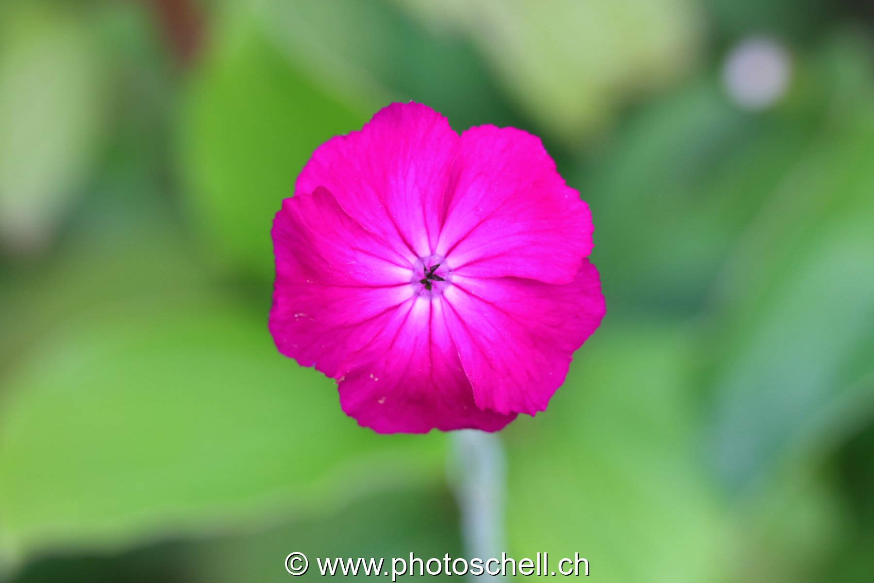 Fleur