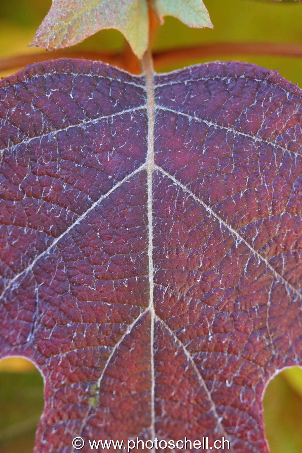 Nervures d'une feuille