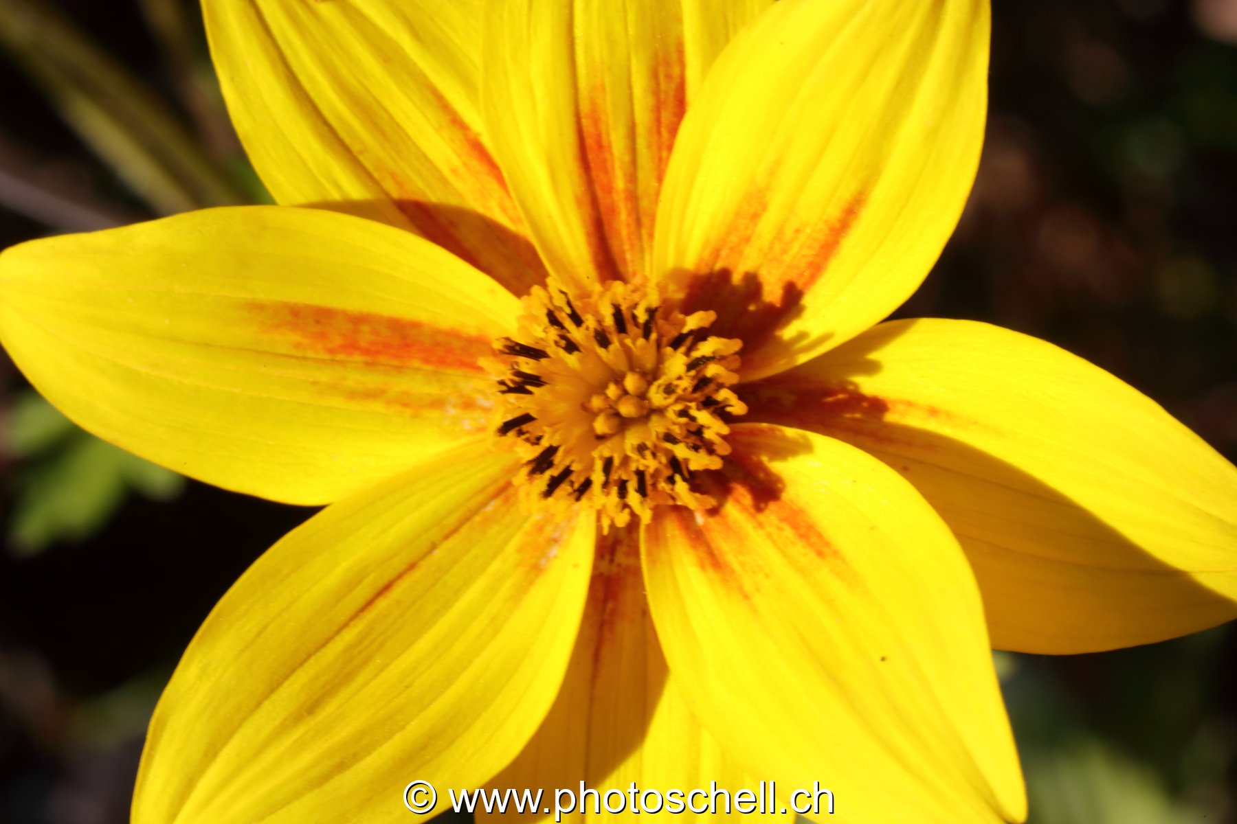 Fleur