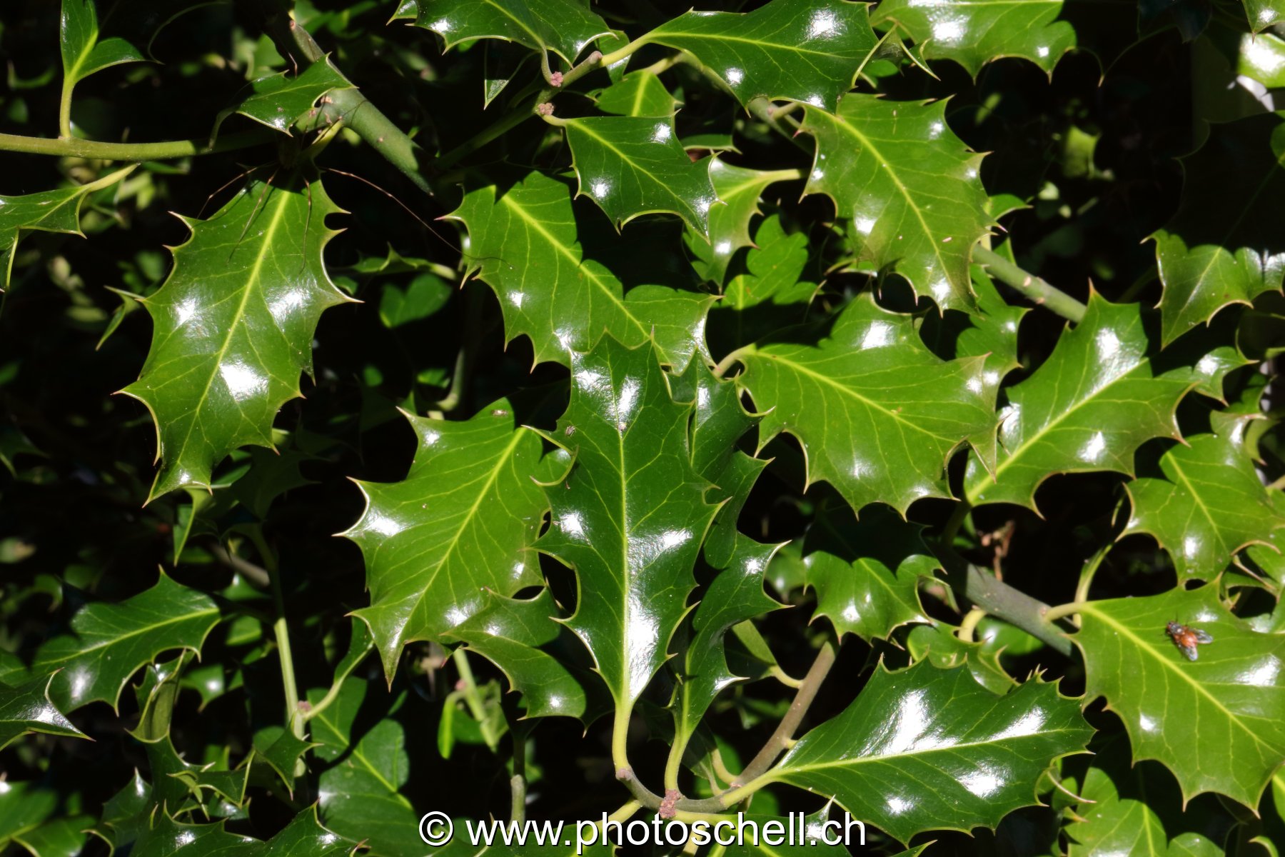 Feuilles de houx