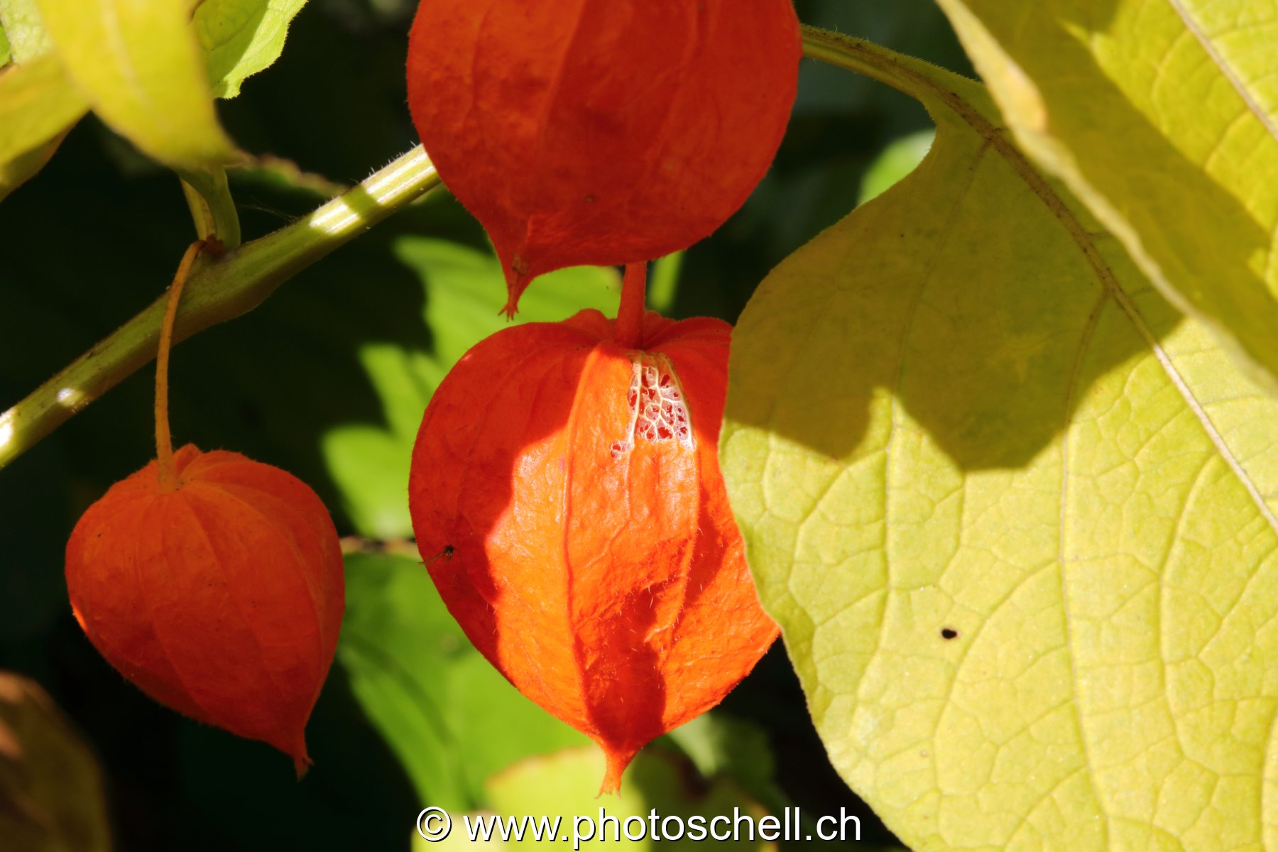 Physalis