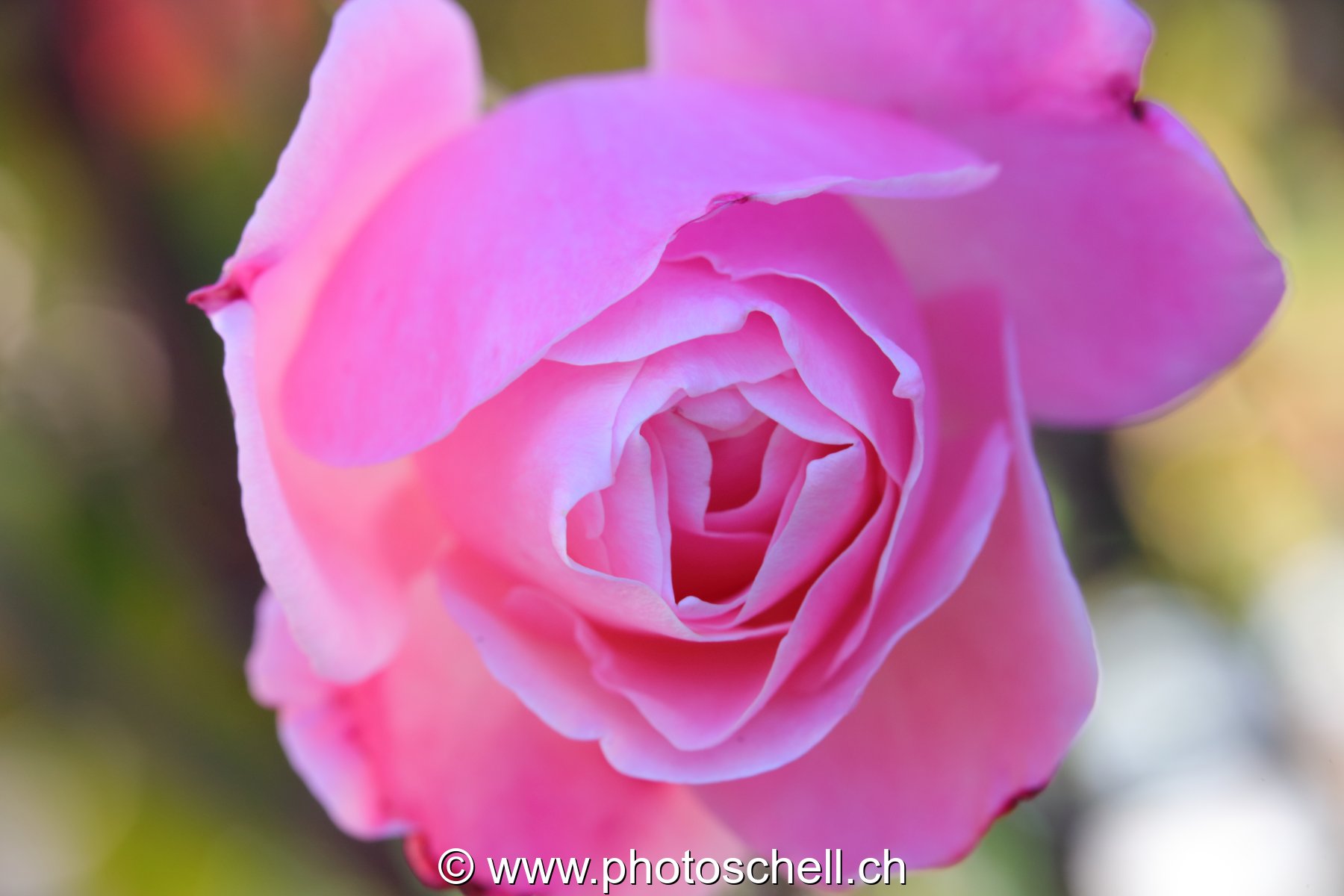 Rose rose en train de s'ouvrir