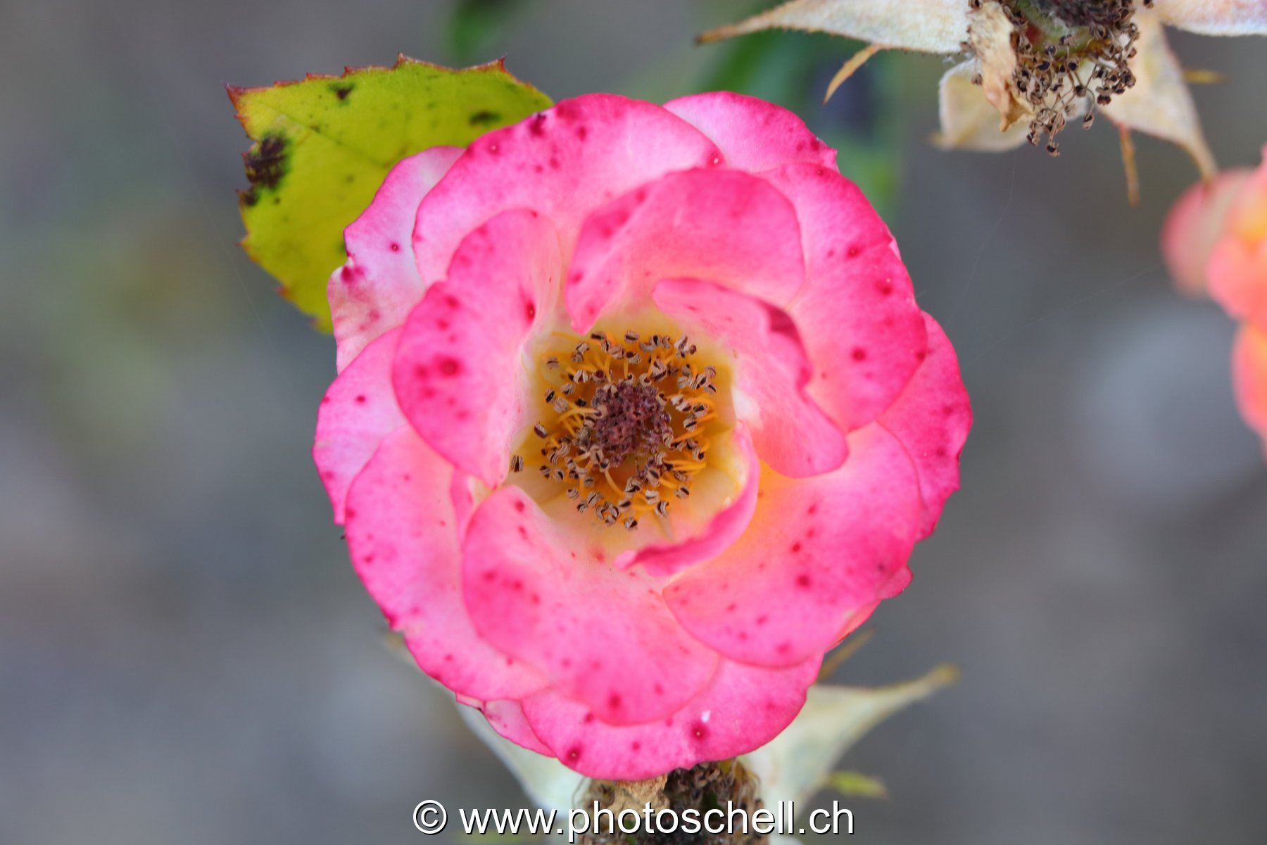 Rose sauvage