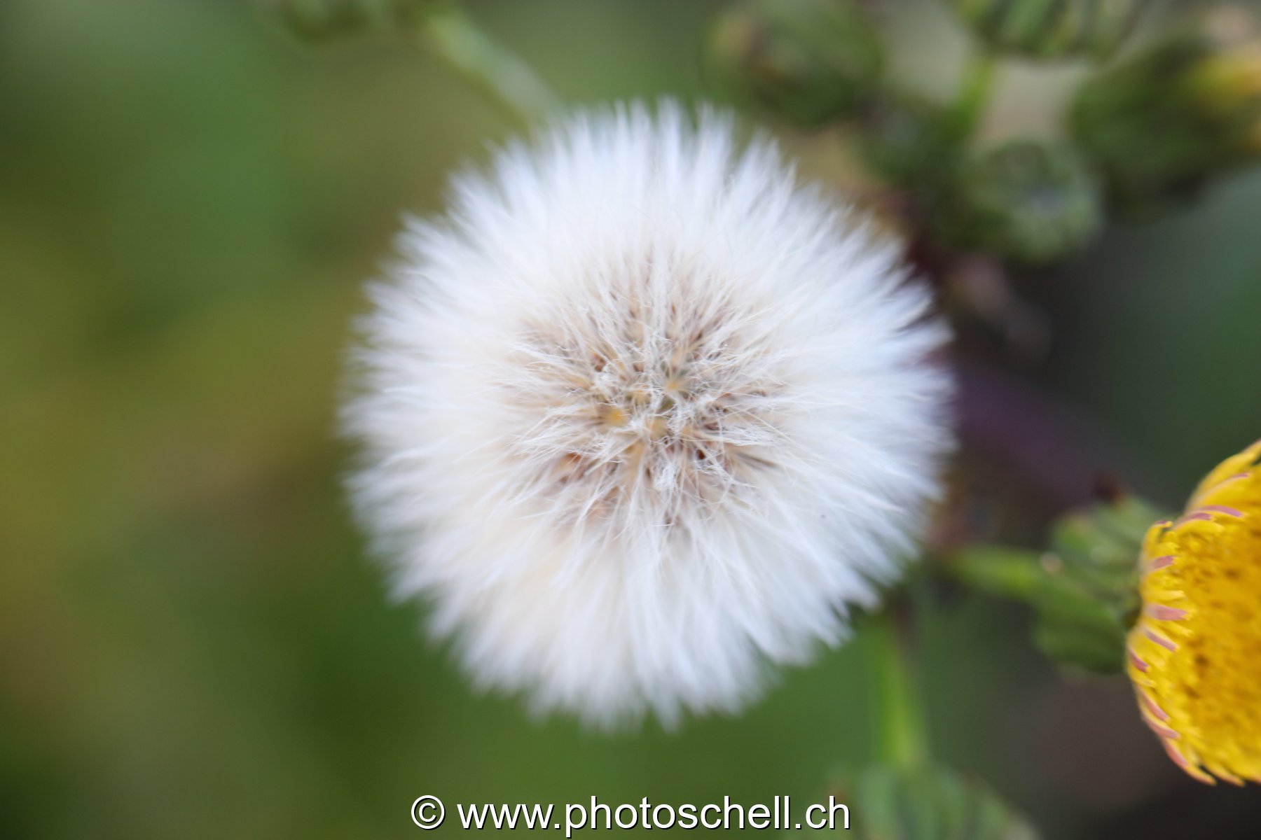 Boule de pistils