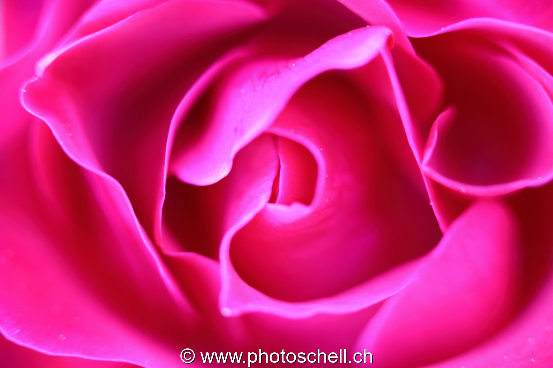 Rose en macro