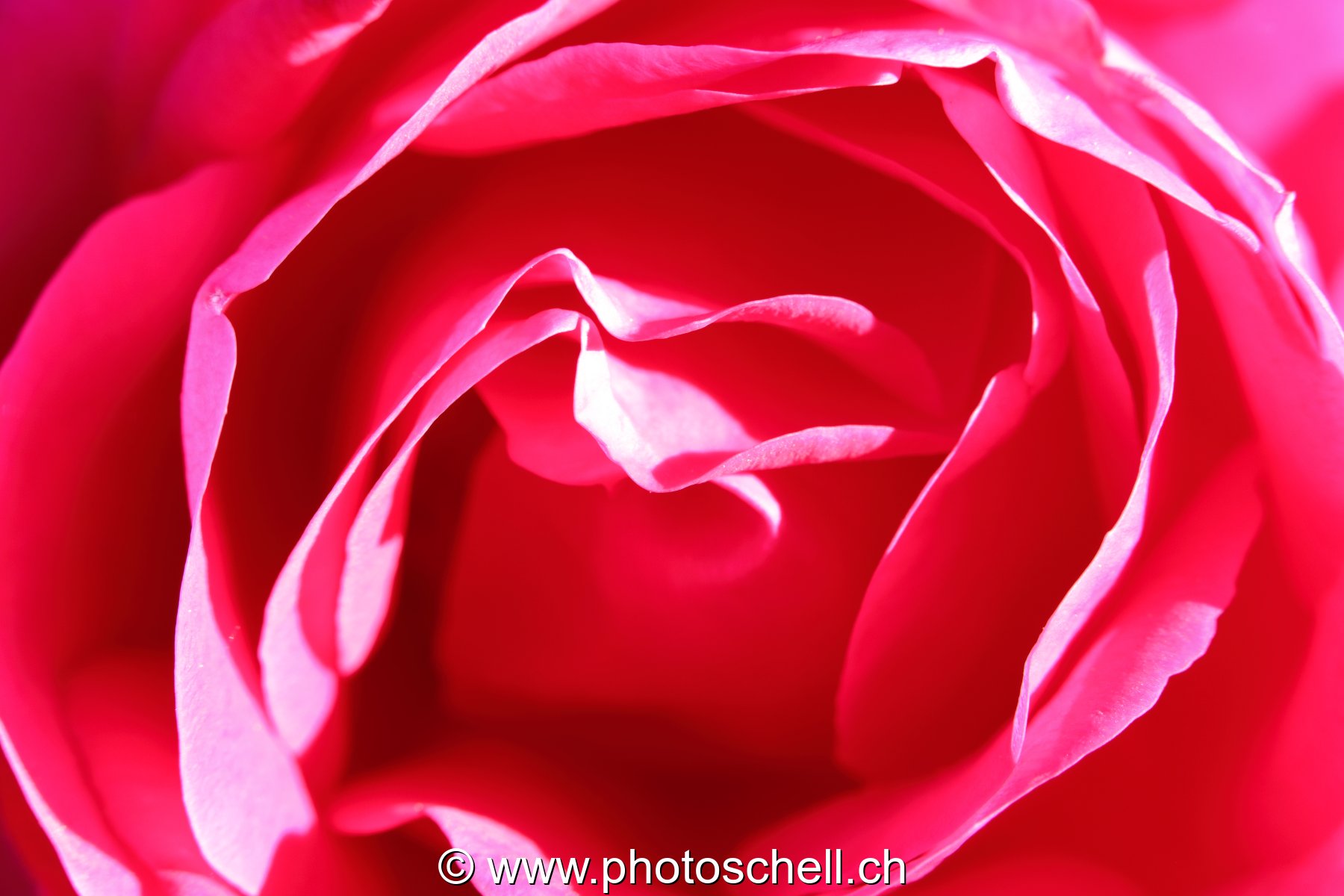 Rose en macro