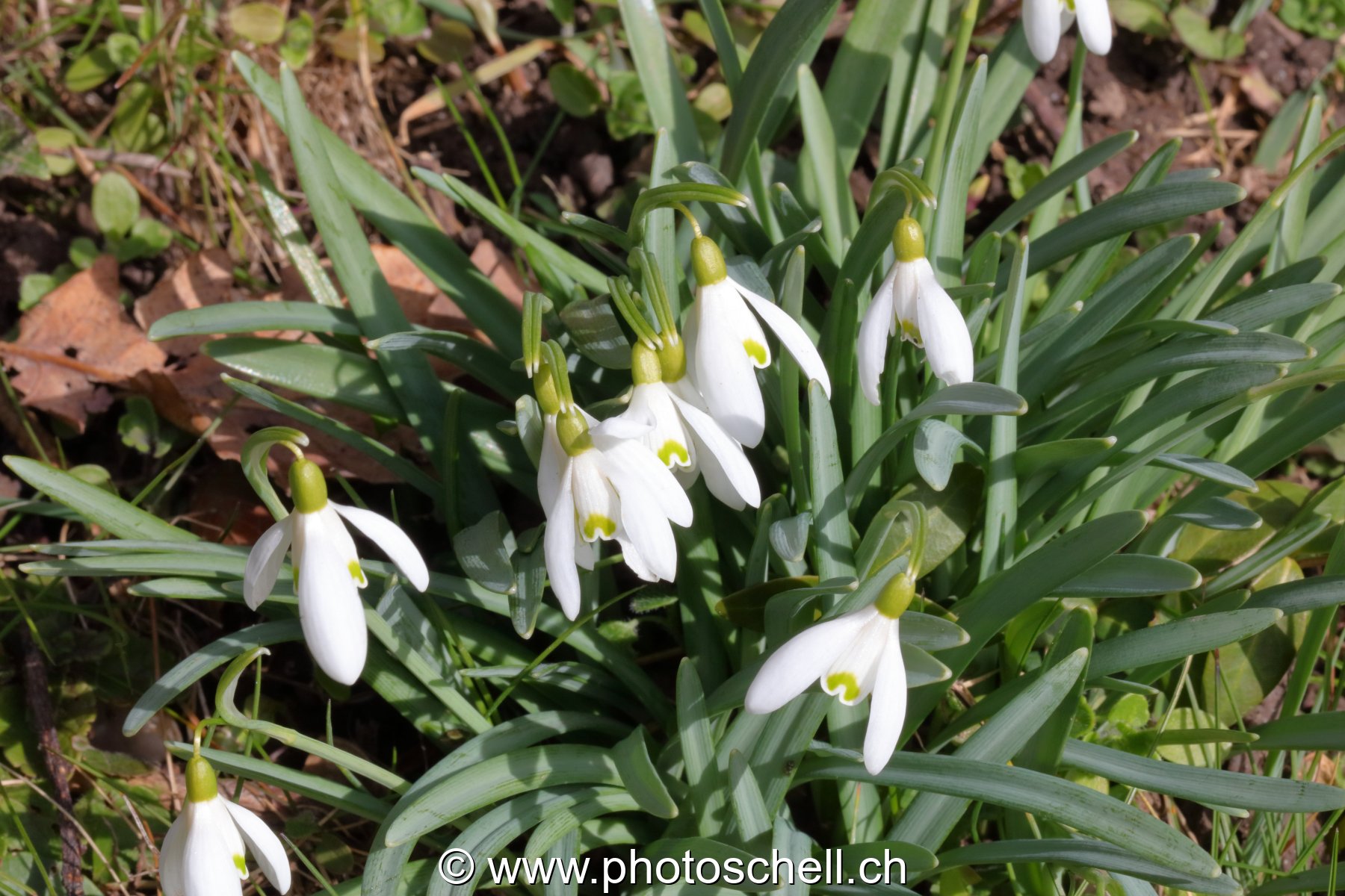 Perce-neiges