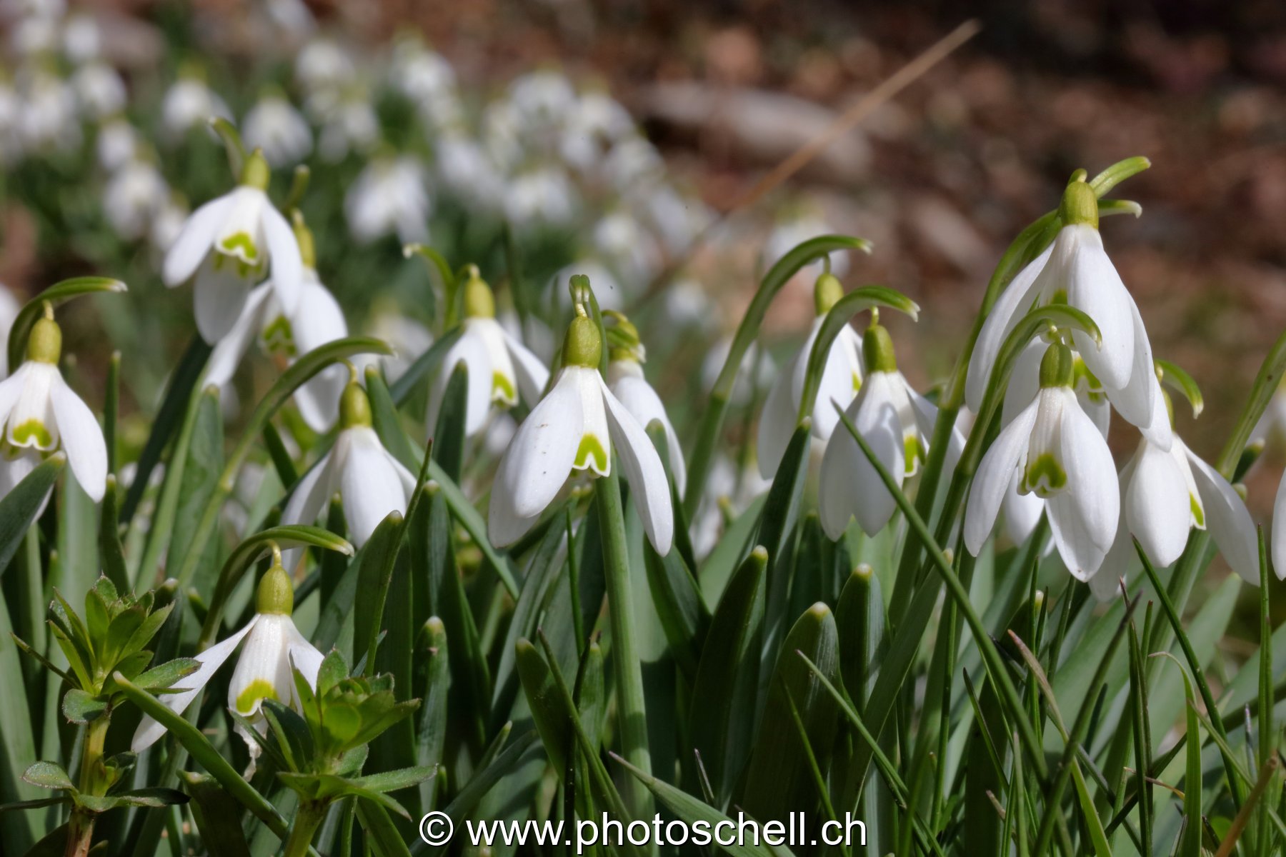 Perce-neiges