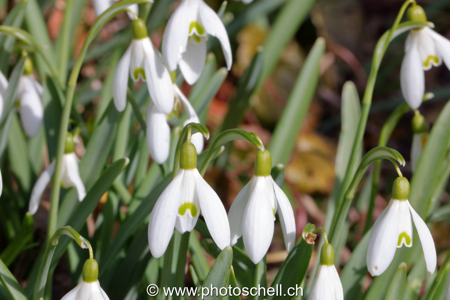 Perce-neiges