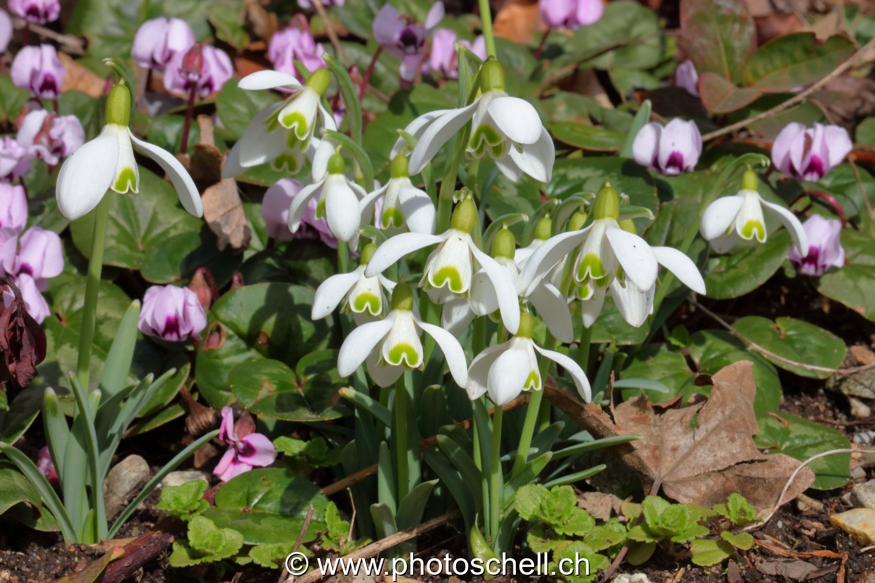 Perce-neiges