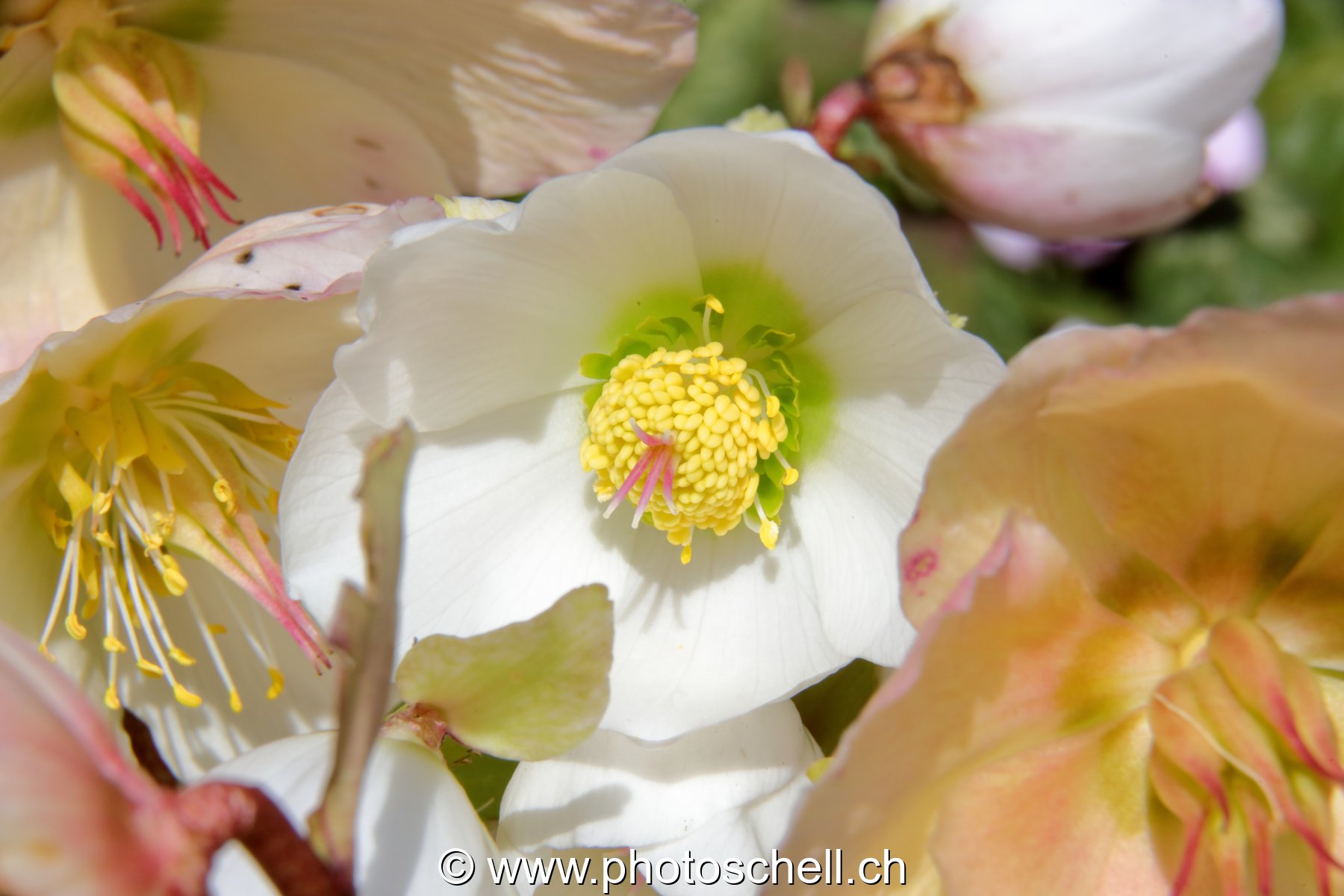 Fleur