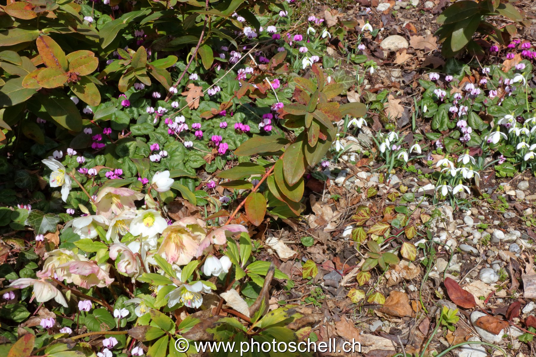 Parterre de fleurs sauvages