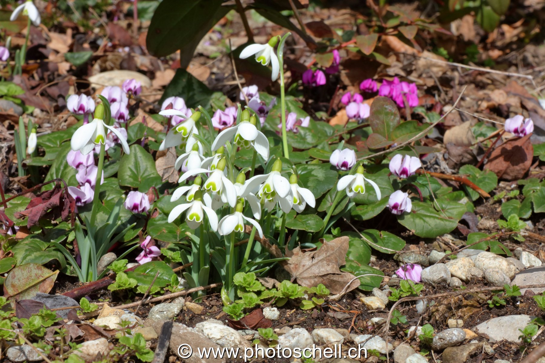 Perce-neiges