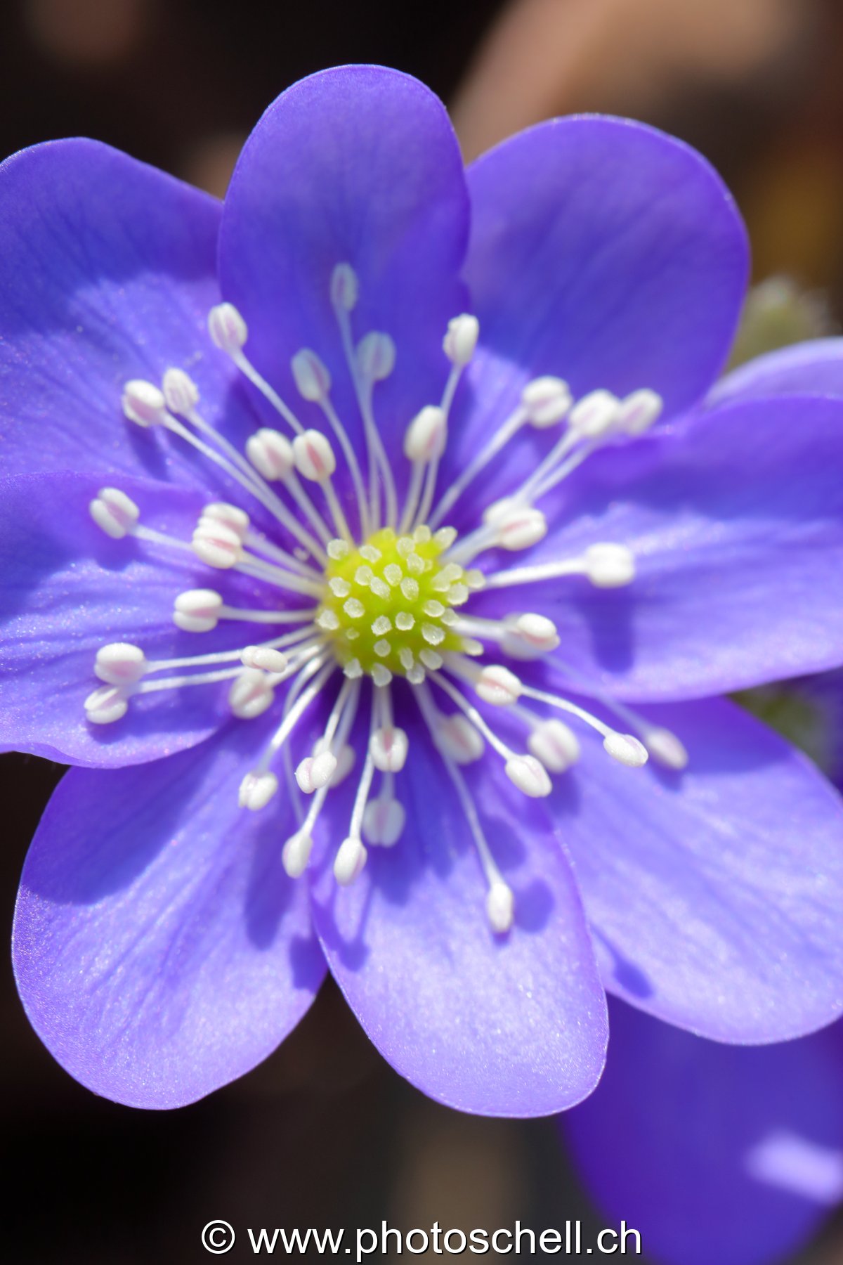 Fleur (macro)