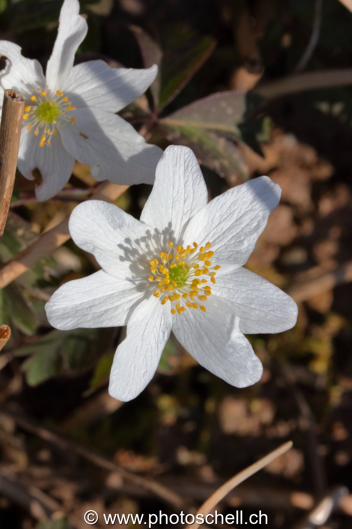 Fleur (macro)