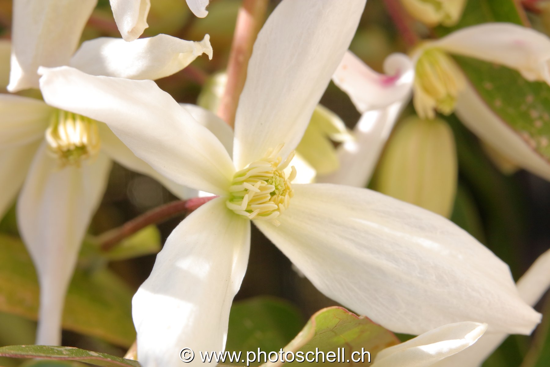 Fleur