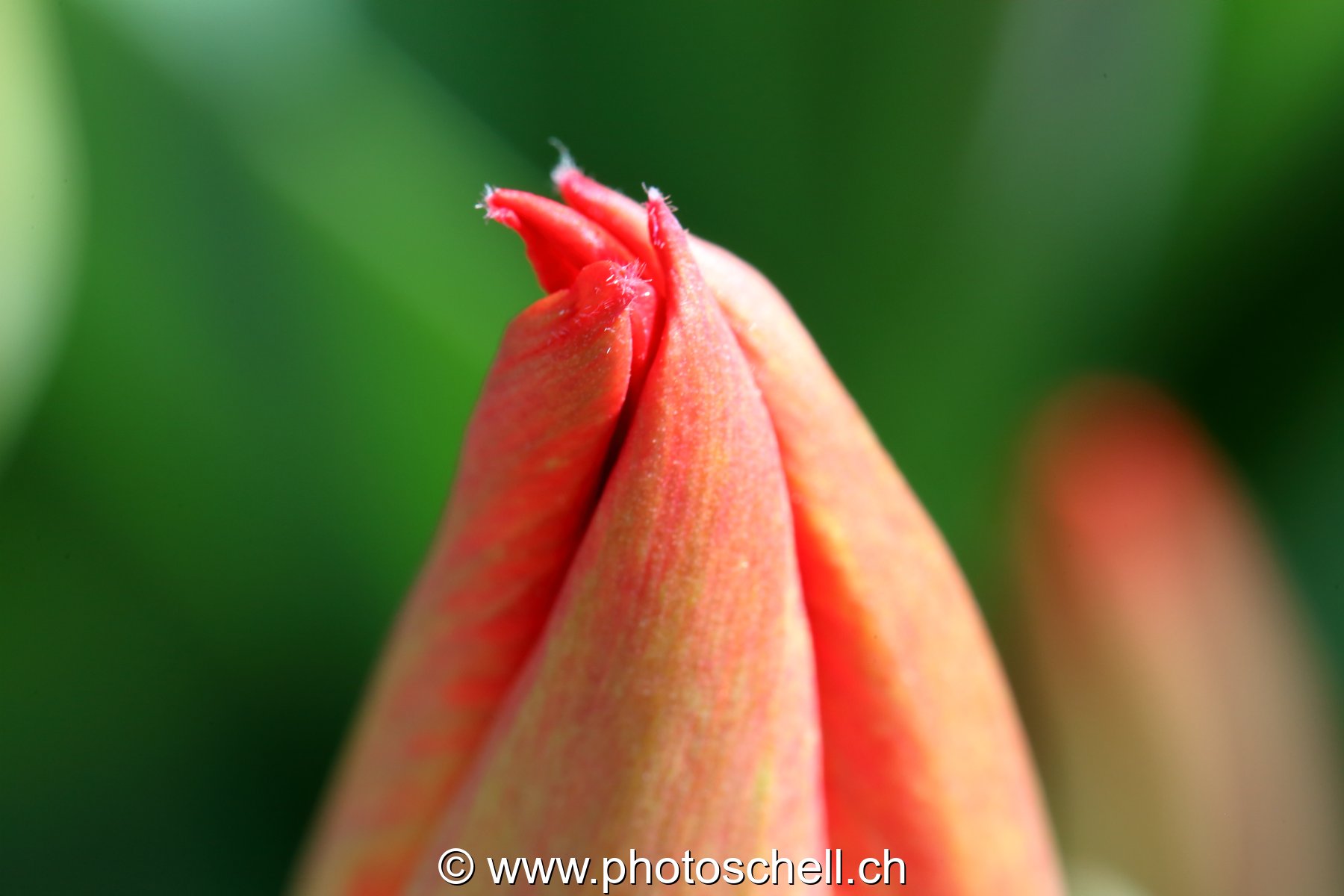 Pointe de tulipe