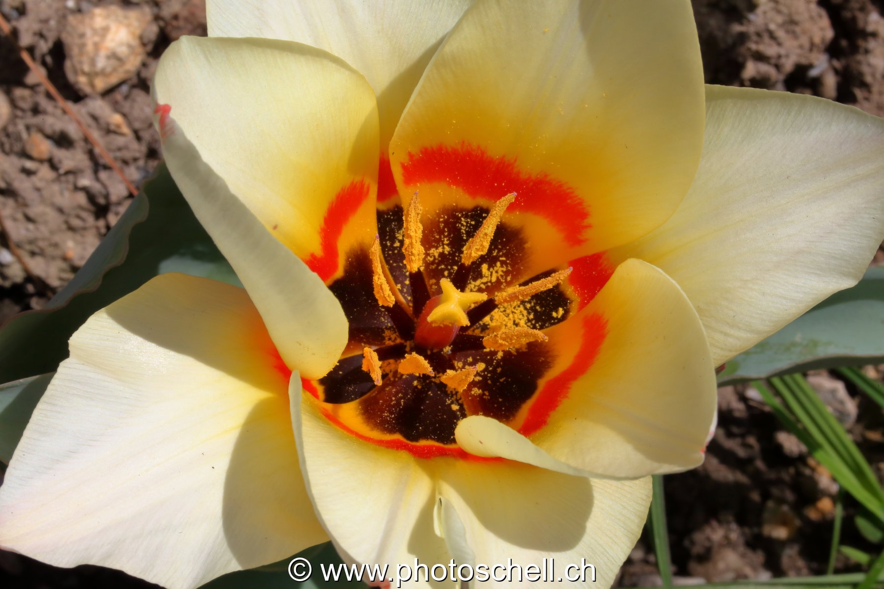 Tulipe