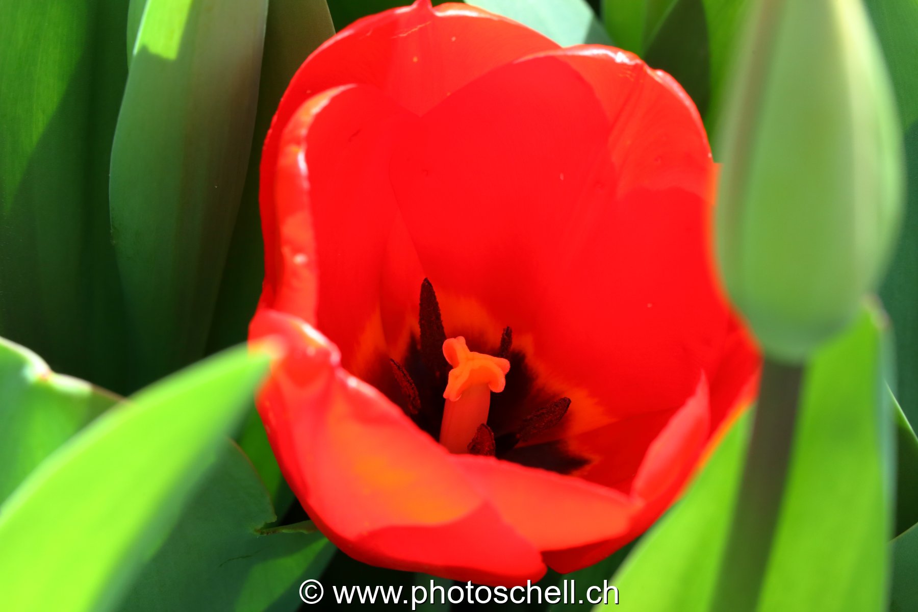 Tulipe