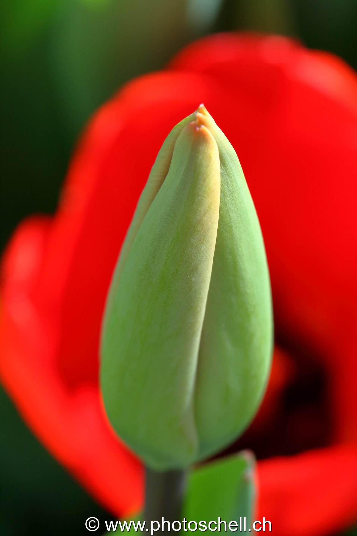 Bourgeon de tulipe