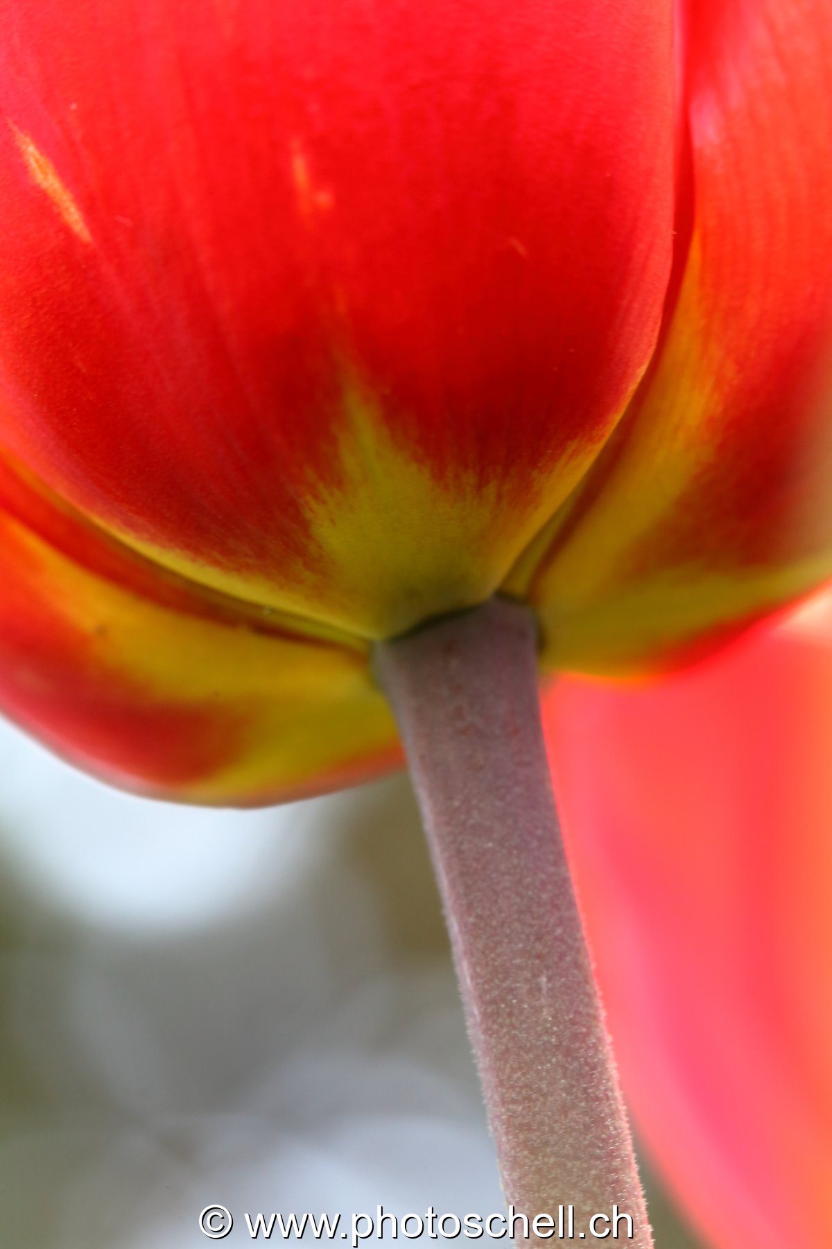 Tulipe (détails)