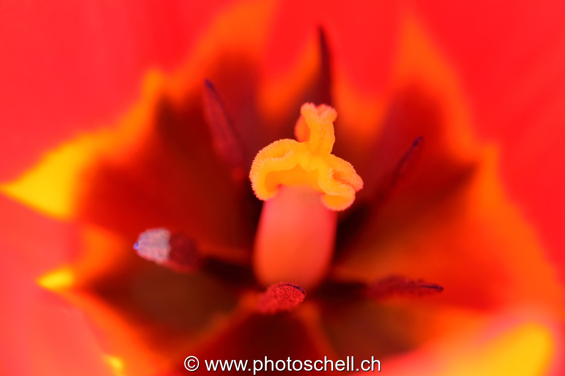 Tulipe (détails)