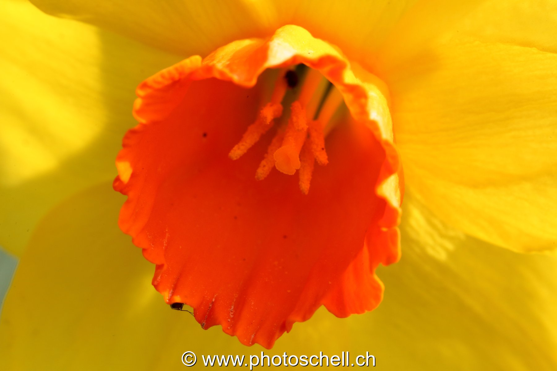 Jonquille (macro)
