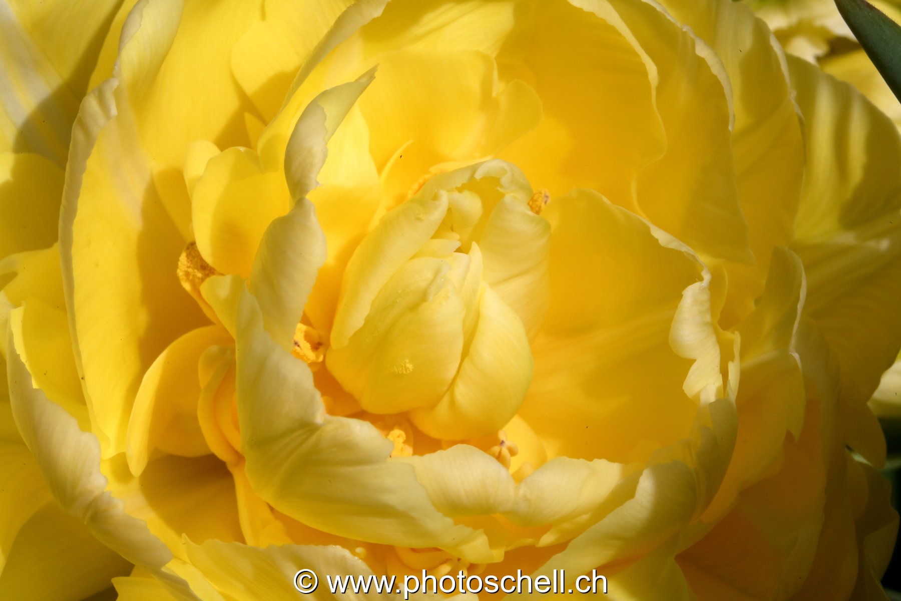 Tulipe