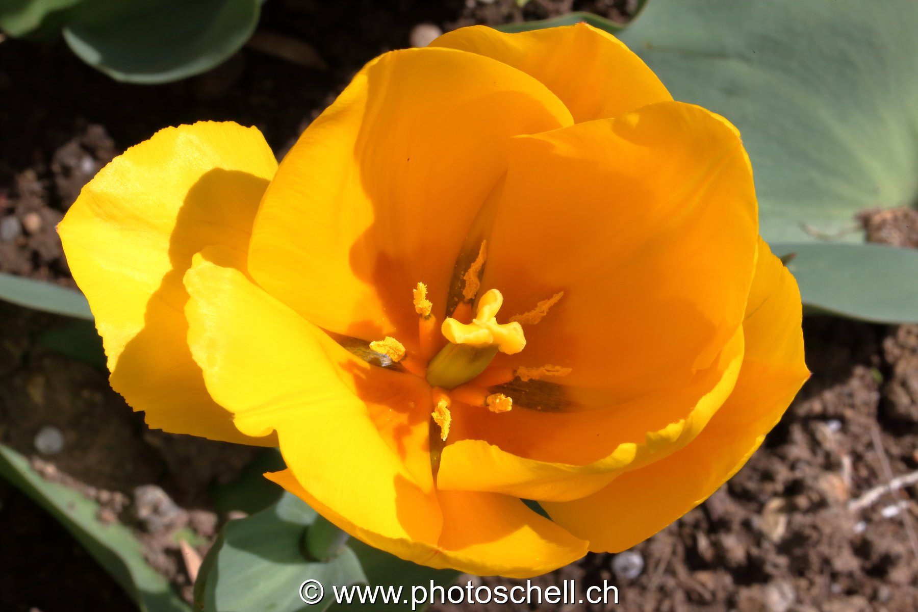 Tulipe