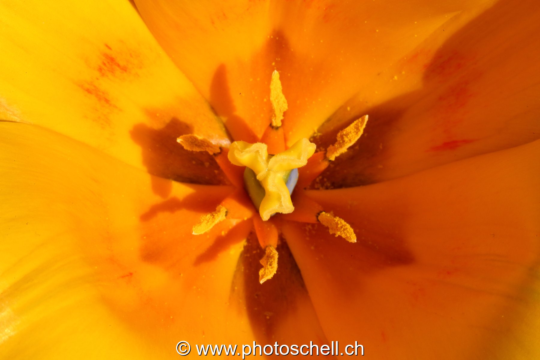 Tulipe (macro)