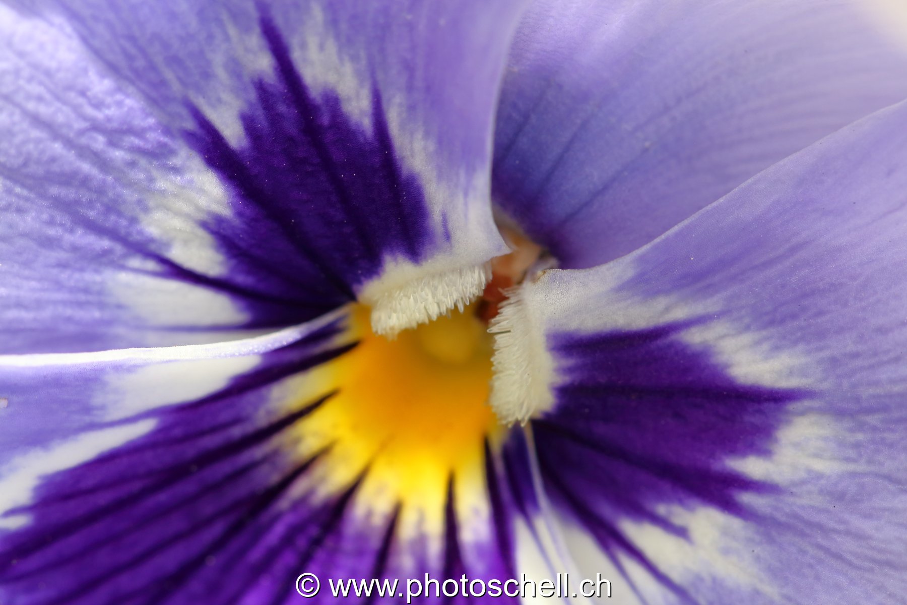 Pensée (macro)