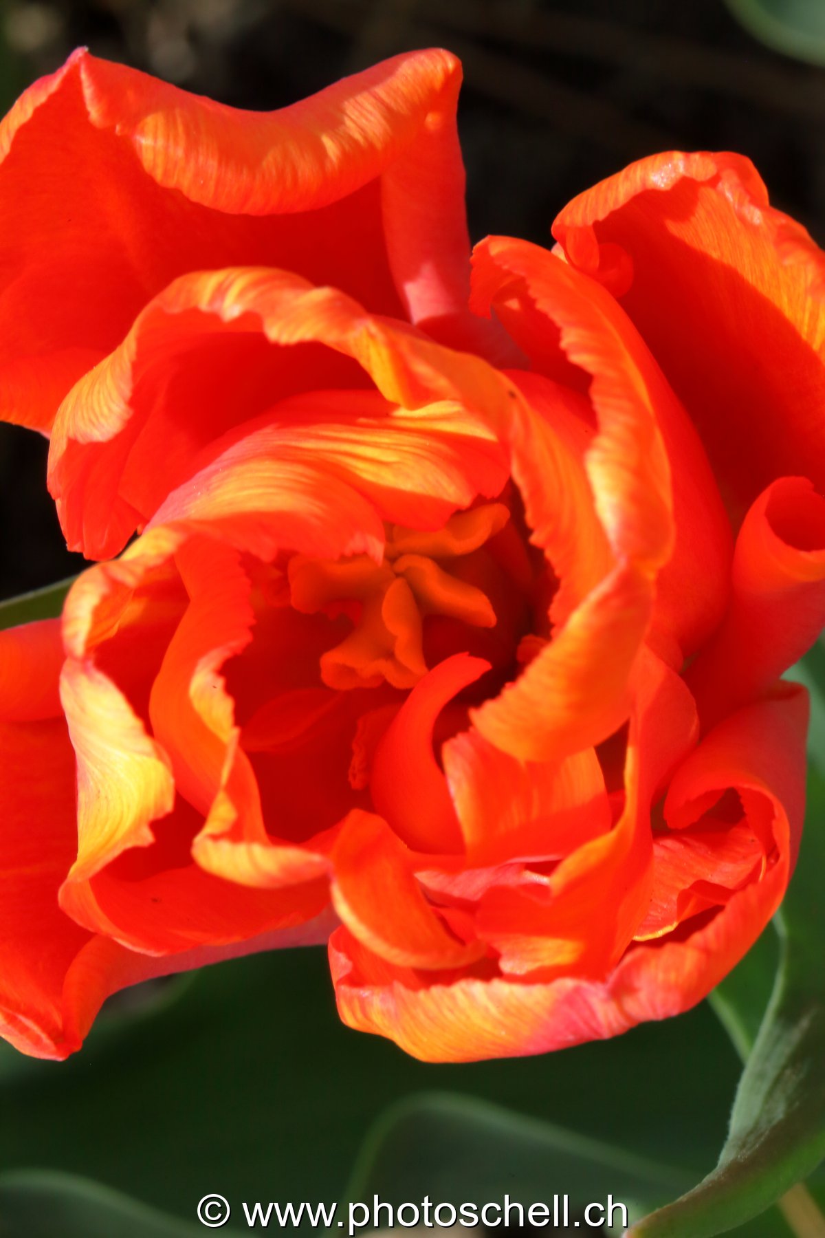 Tulipe