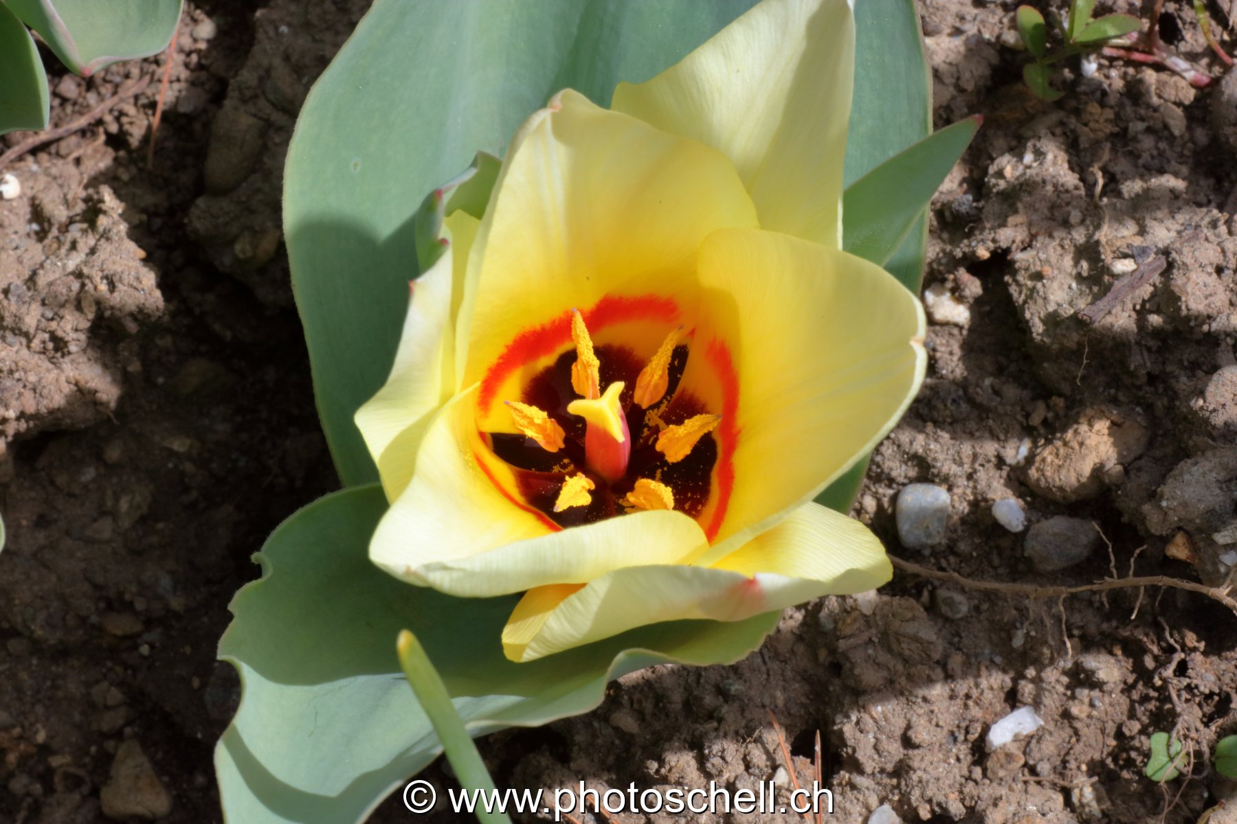 Tulipe