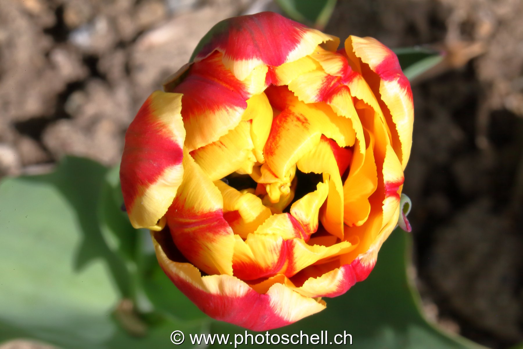 Tulipe