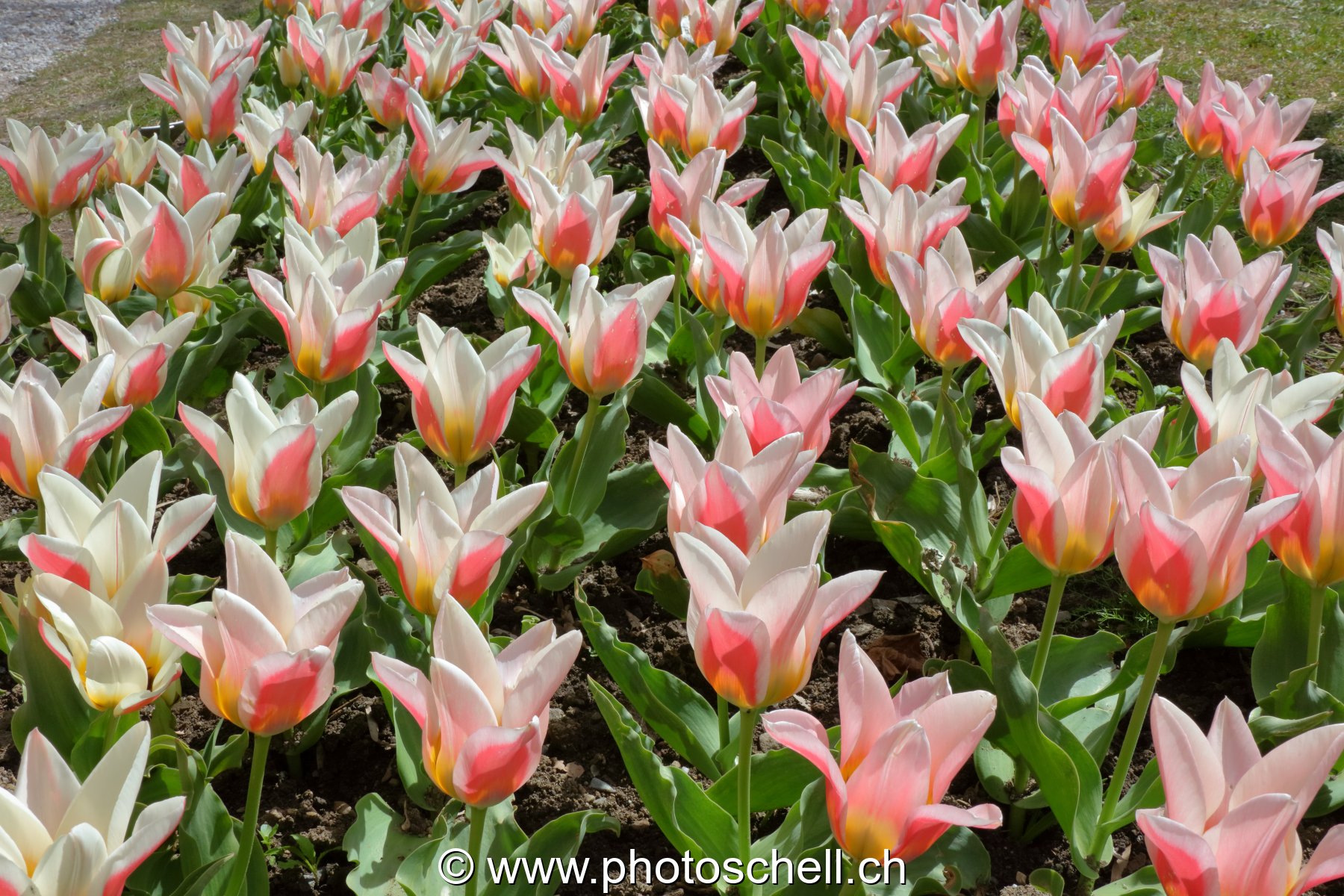 Parterre de Tulipes