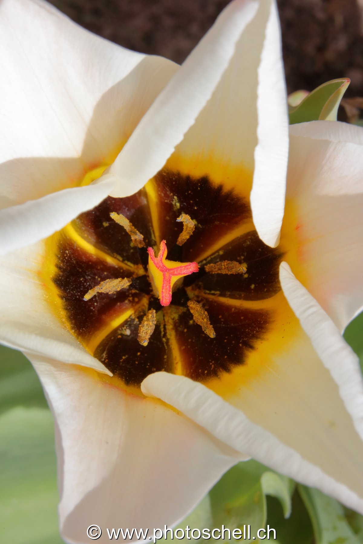 Tulipe (macro)
