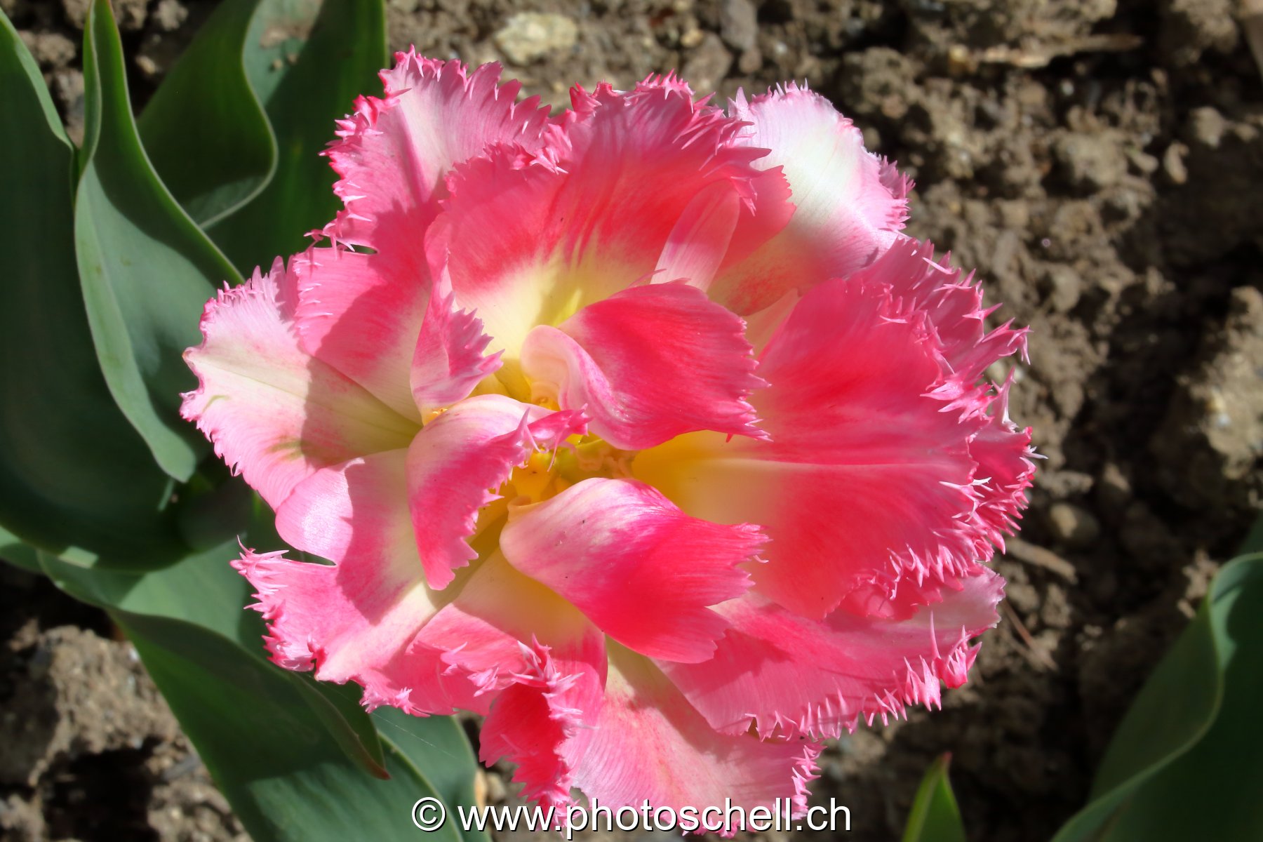Tulipe dentellée
