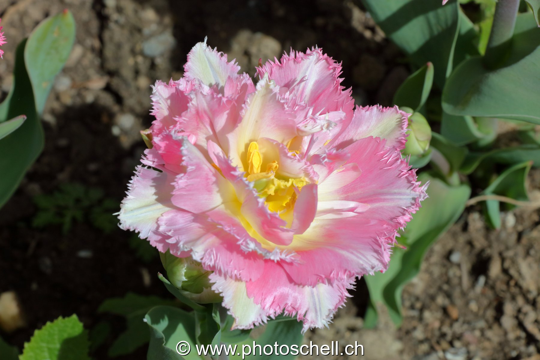Tulipe dentellée