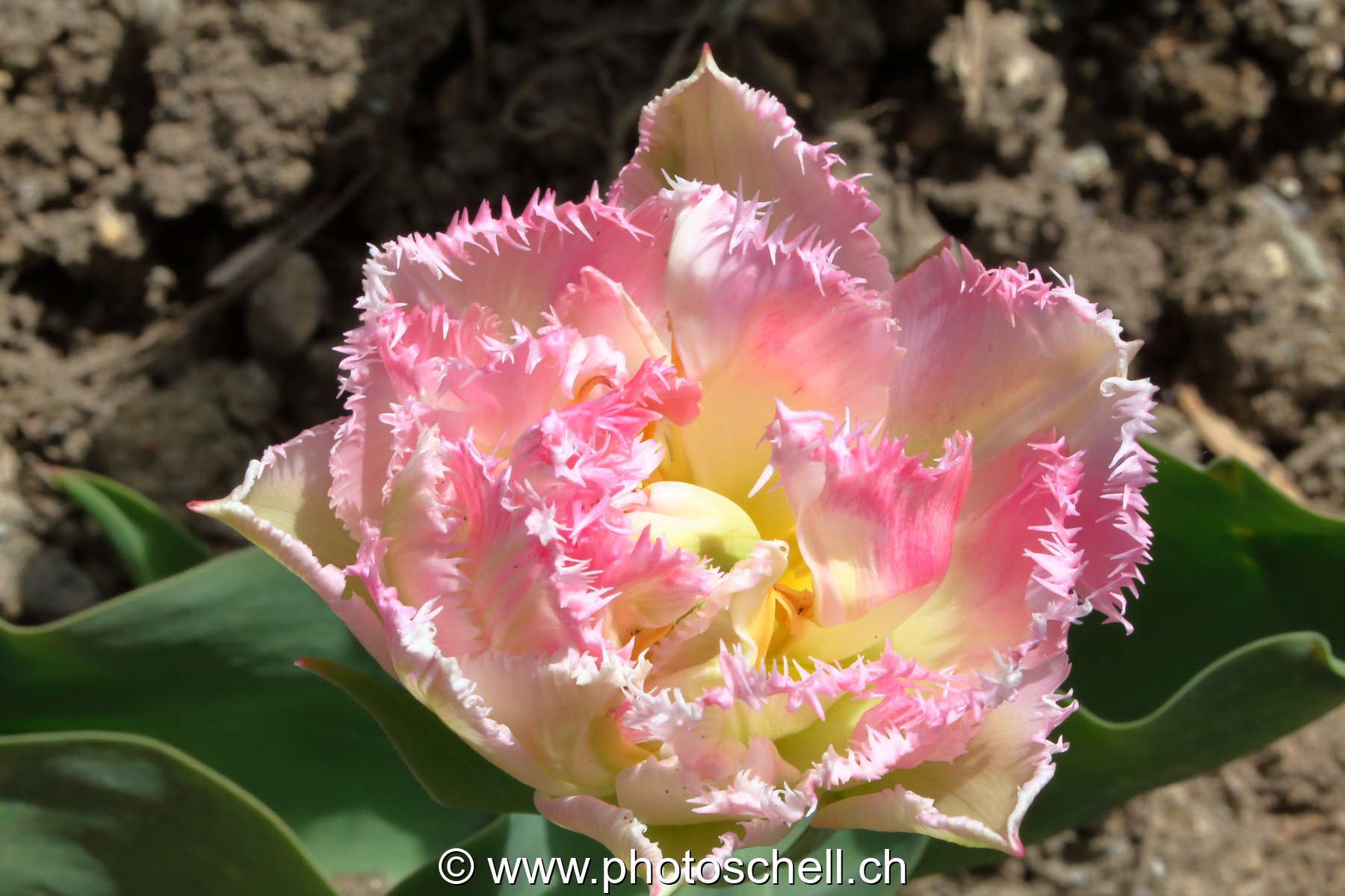 Tulipe dentellée