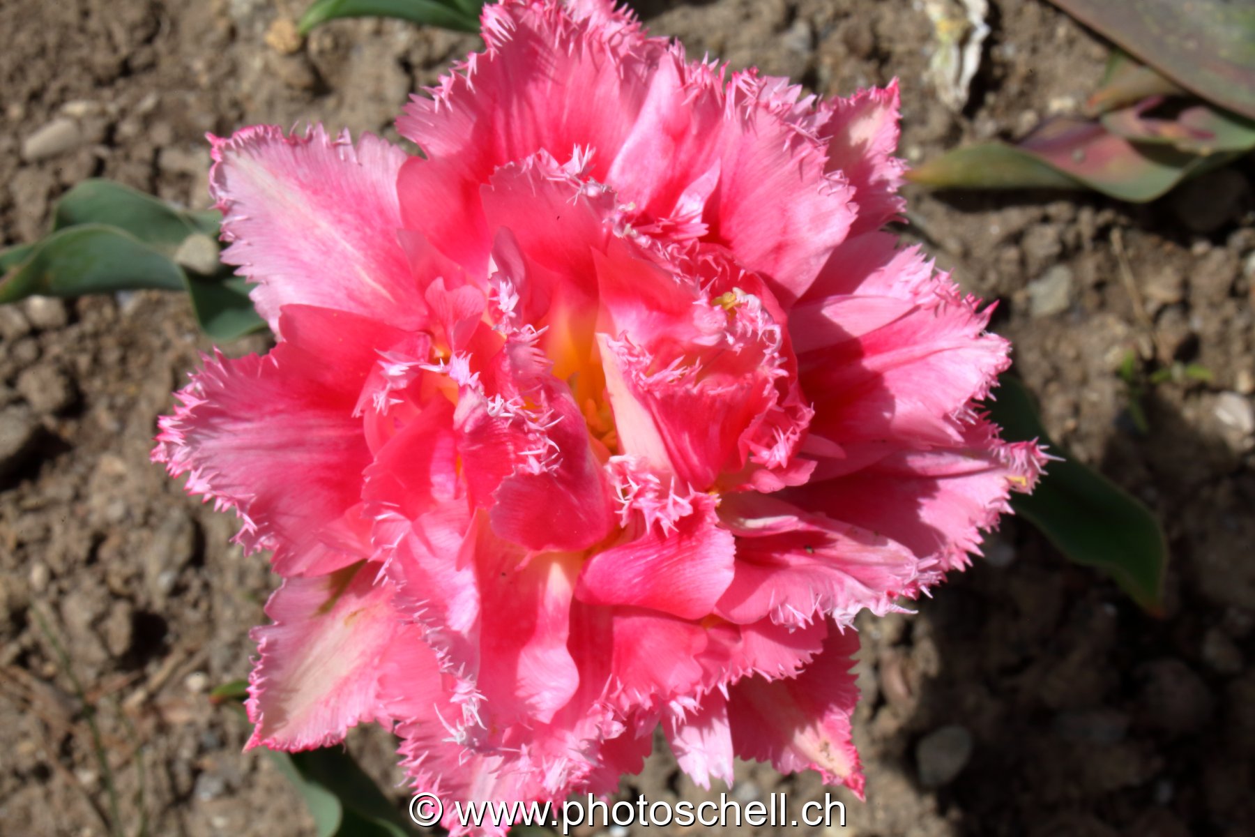 Tulipe dentellée