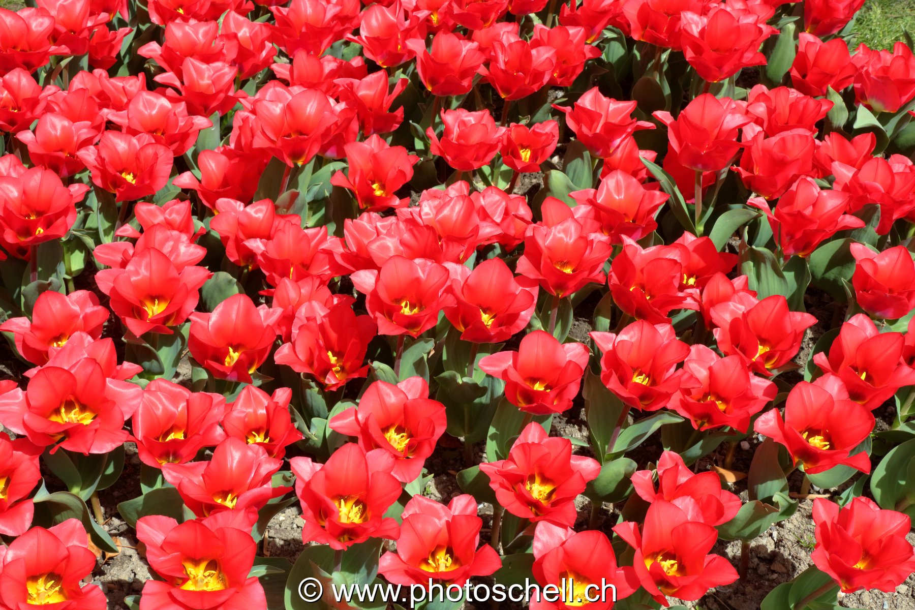 Parterre de tulipes
