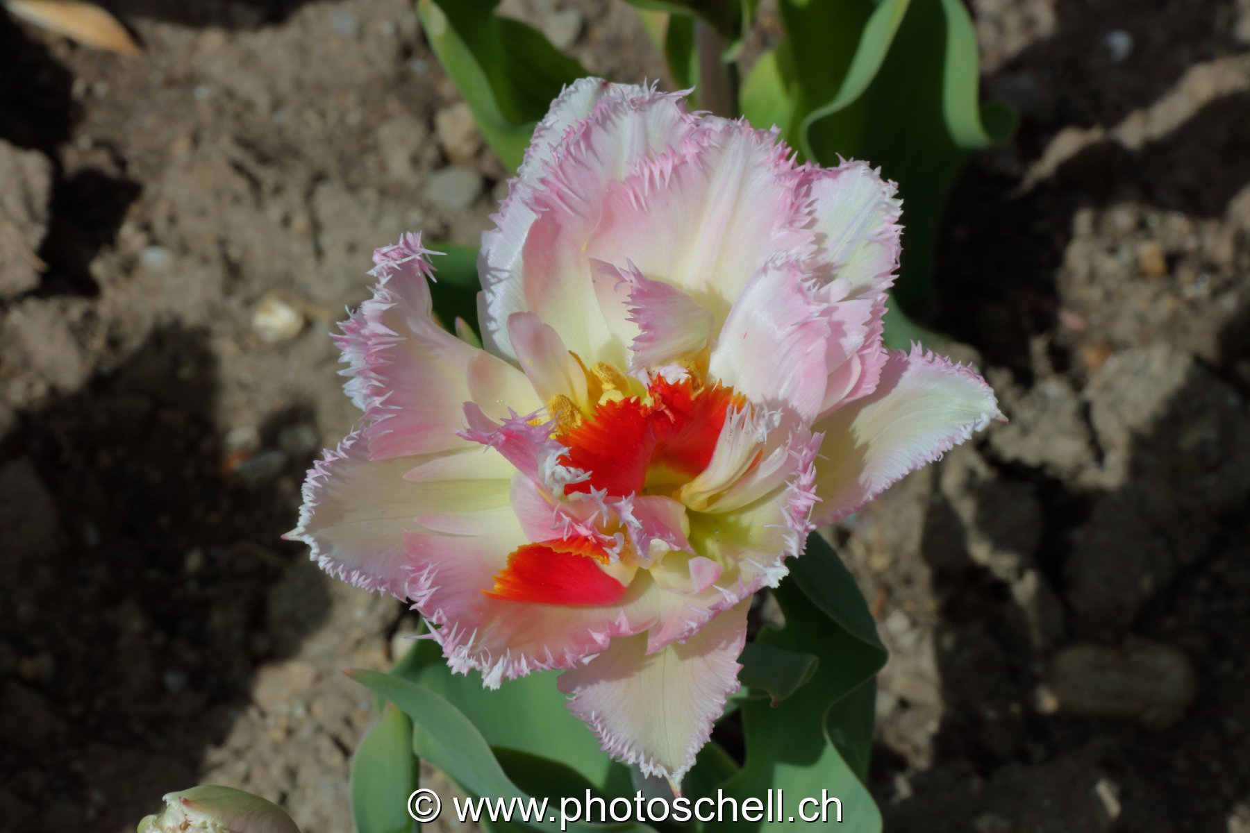 Tulipe dentellée