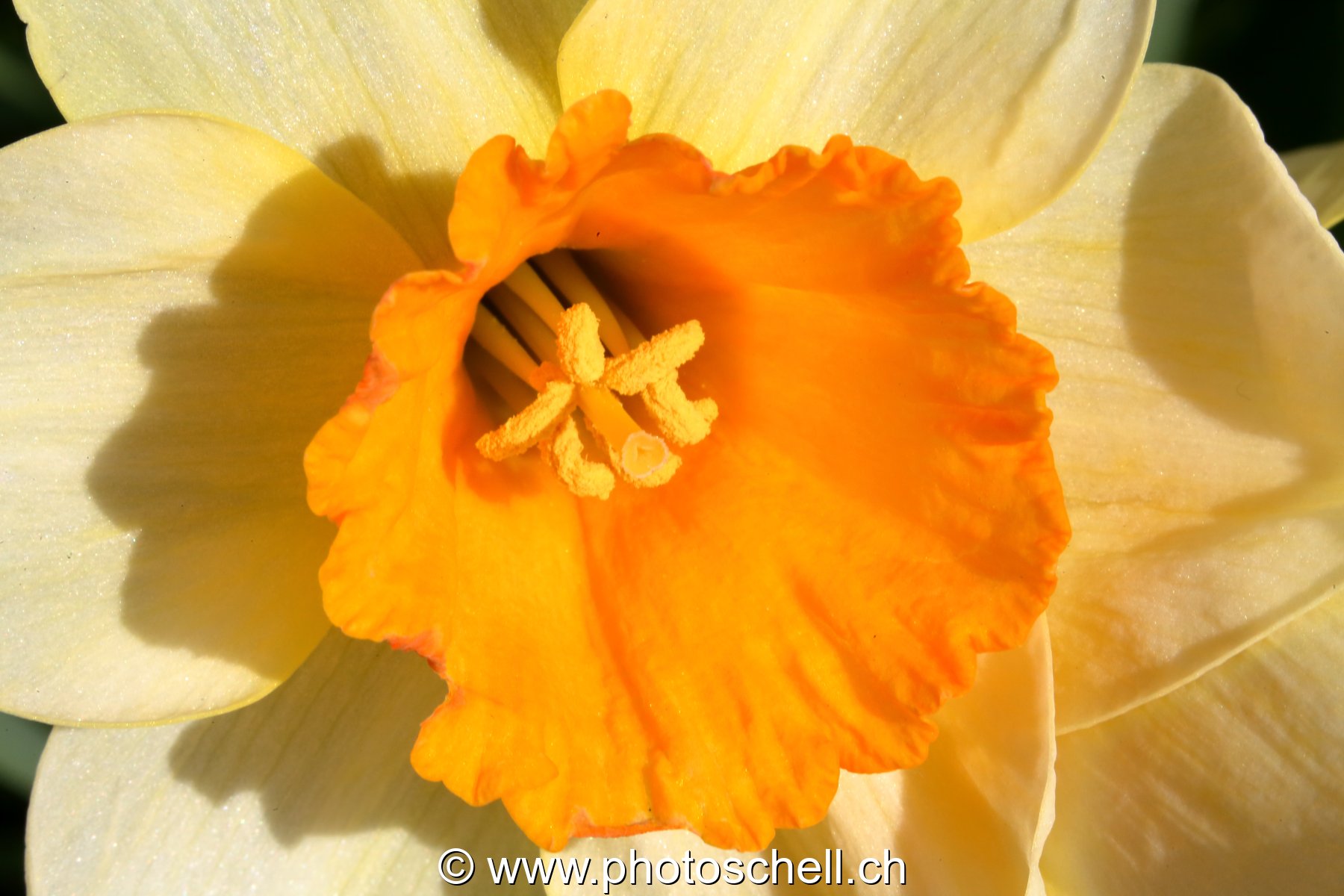 Jonquille (macro)