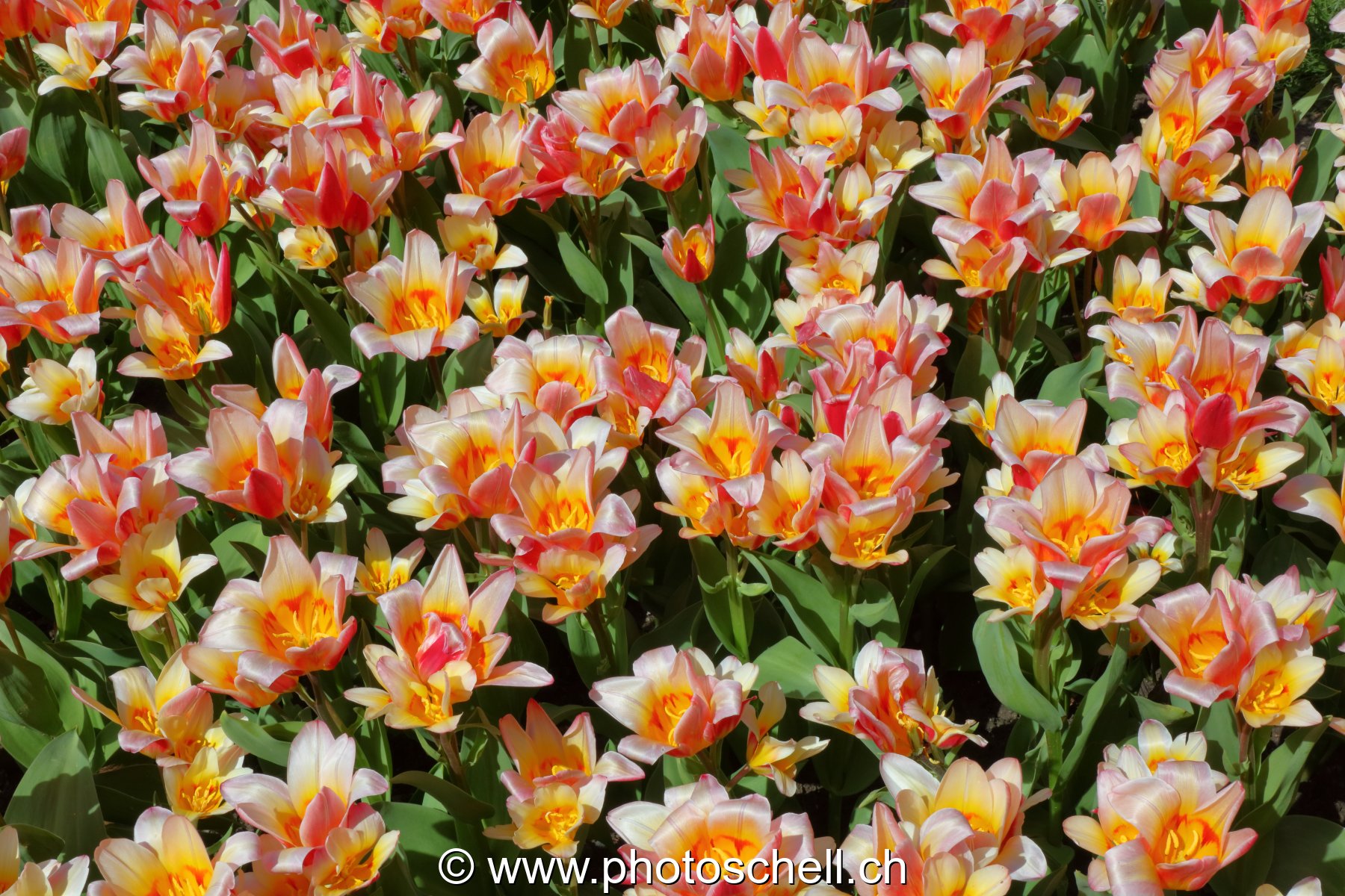 Parterre de tulipes