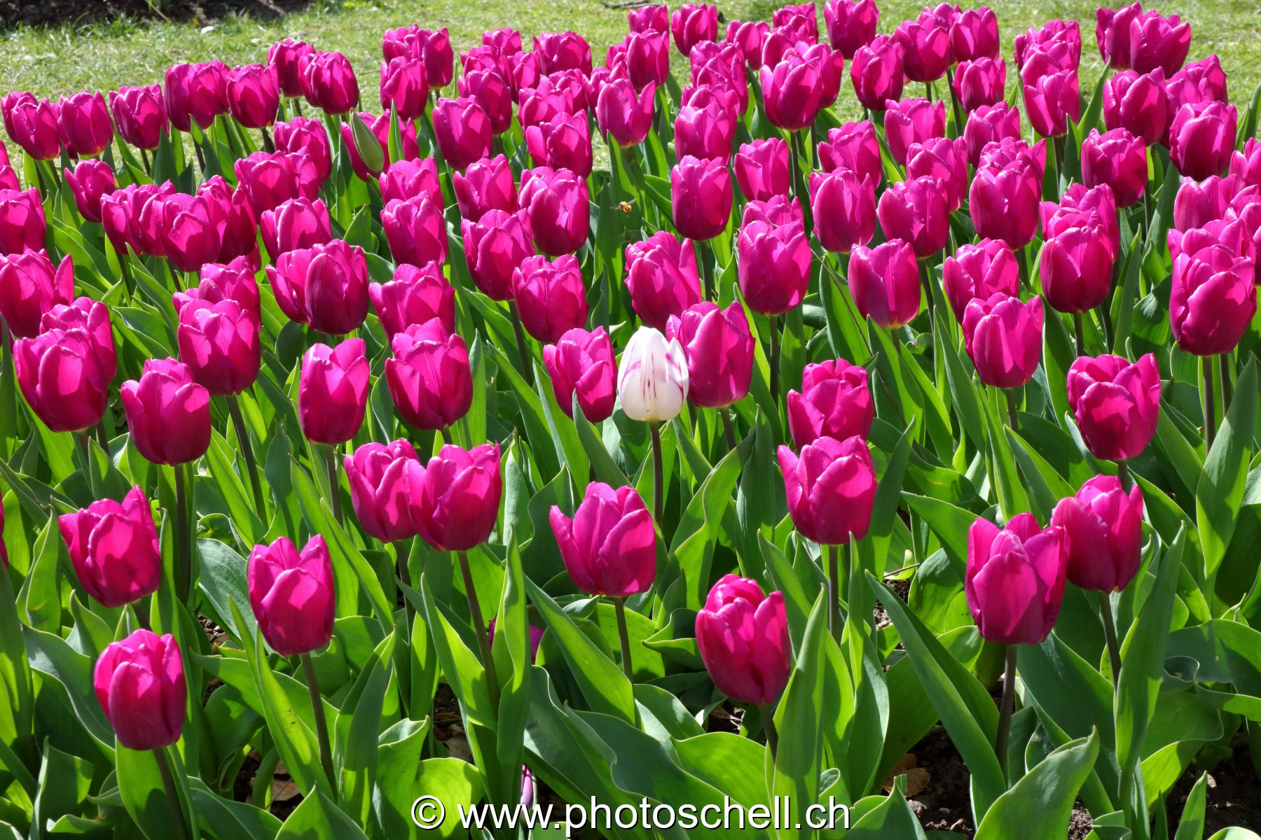 Parterre de tulipes avec une intruse